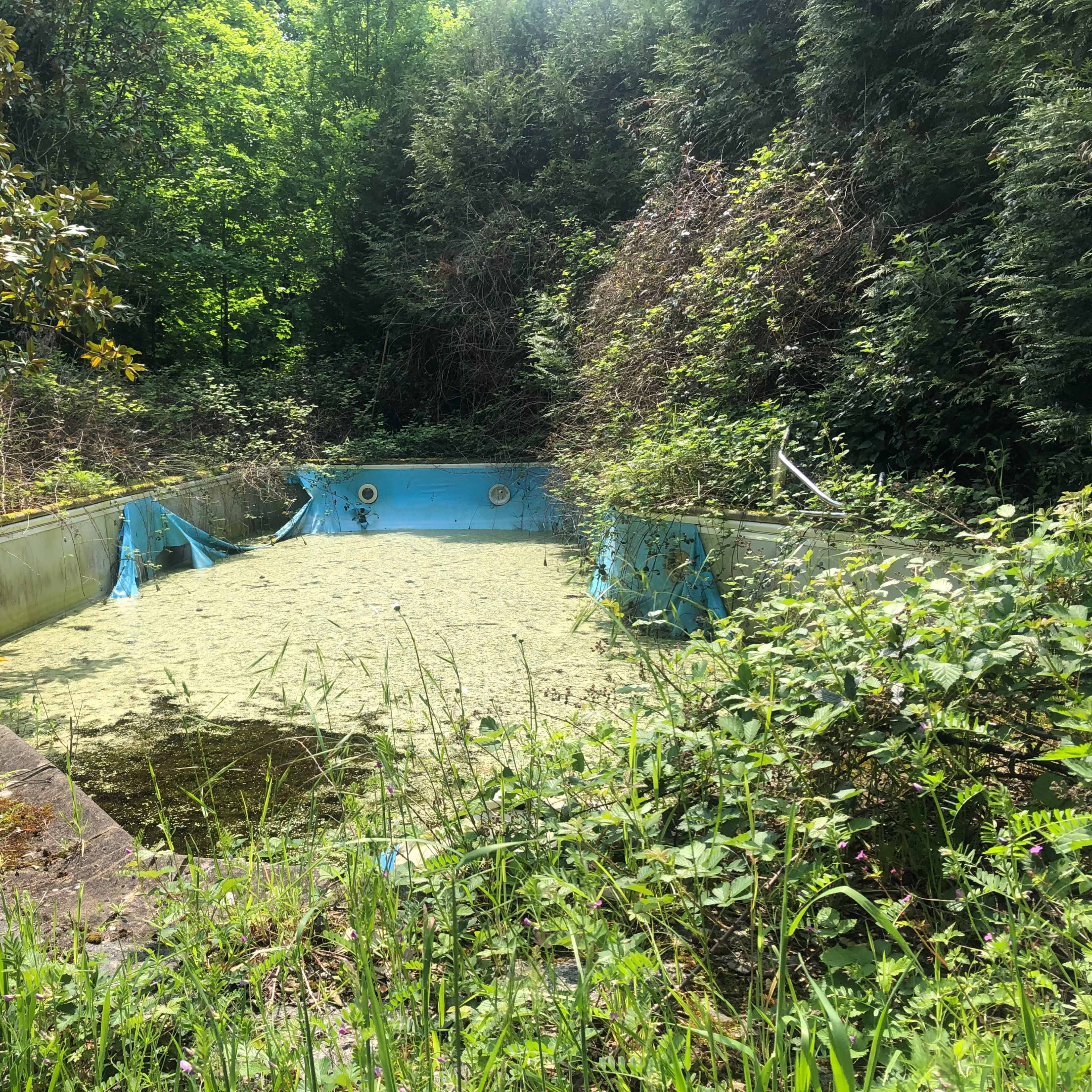 An abandoned swimming pool is filled with green algae and surrounded by overgrown vegetation.
