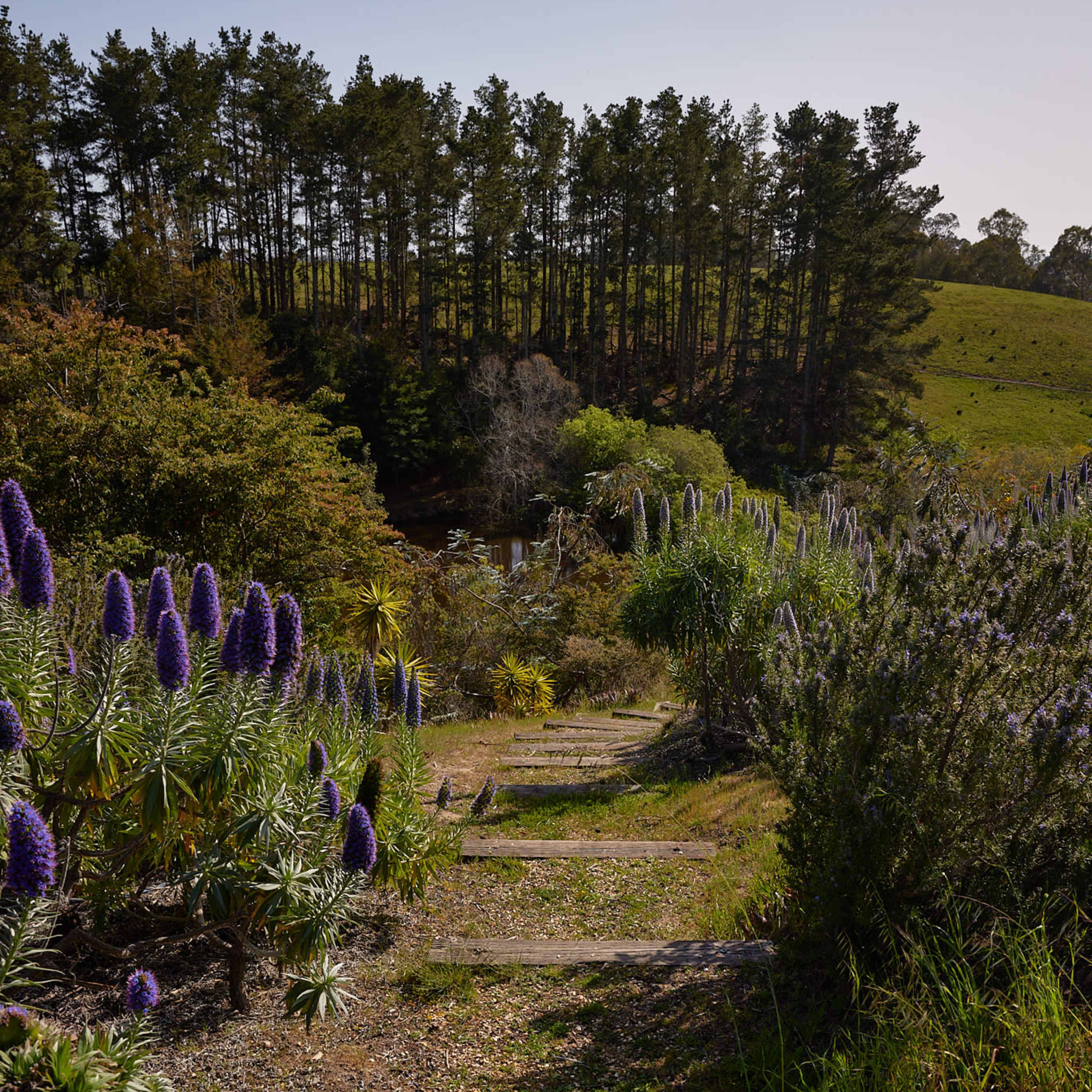 A set of wooden steps leads down a path surrounded by flowering plants toward a pond, with trees visible in the background.