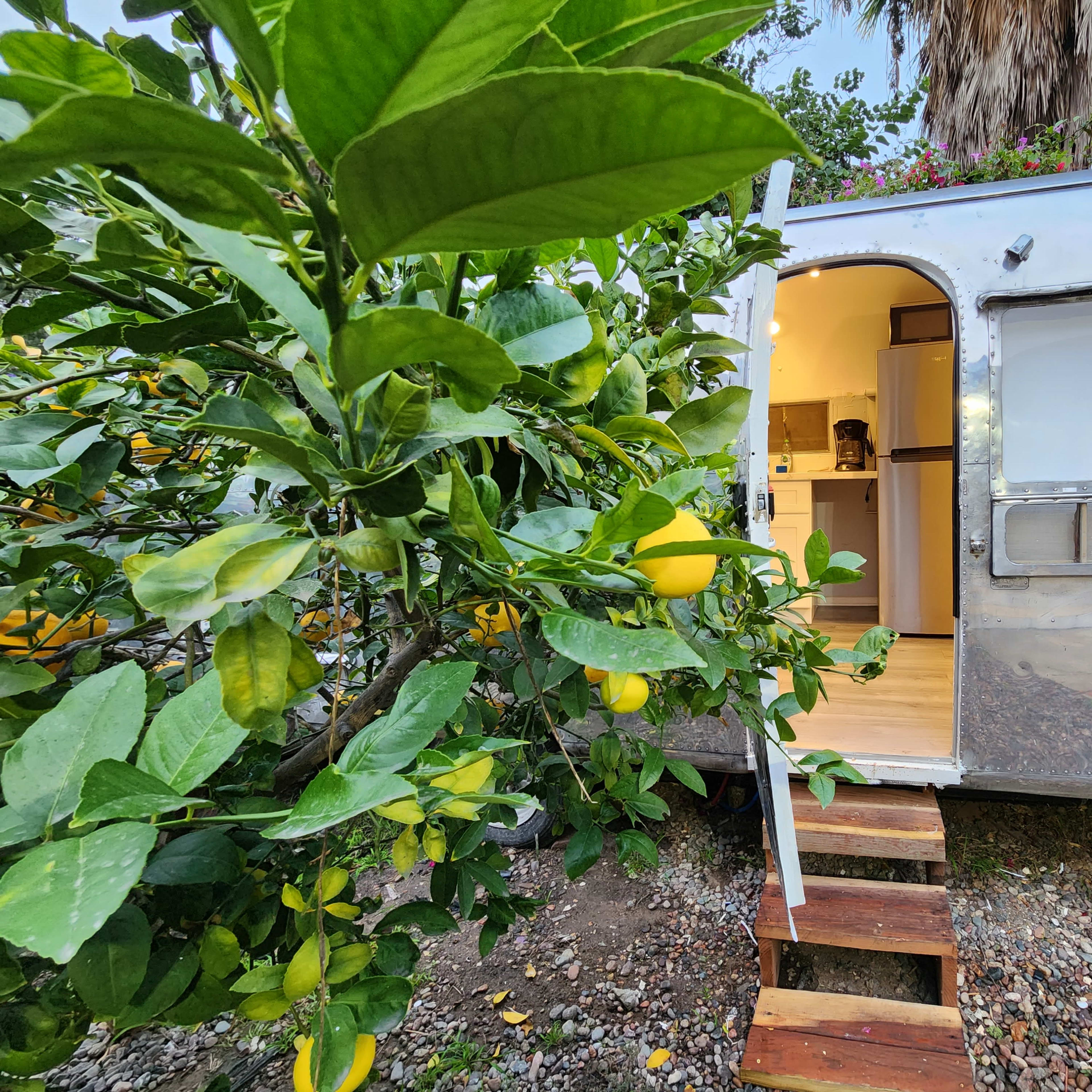 An aluminum trailer is positioned beside a lemon tree in a garden setting.