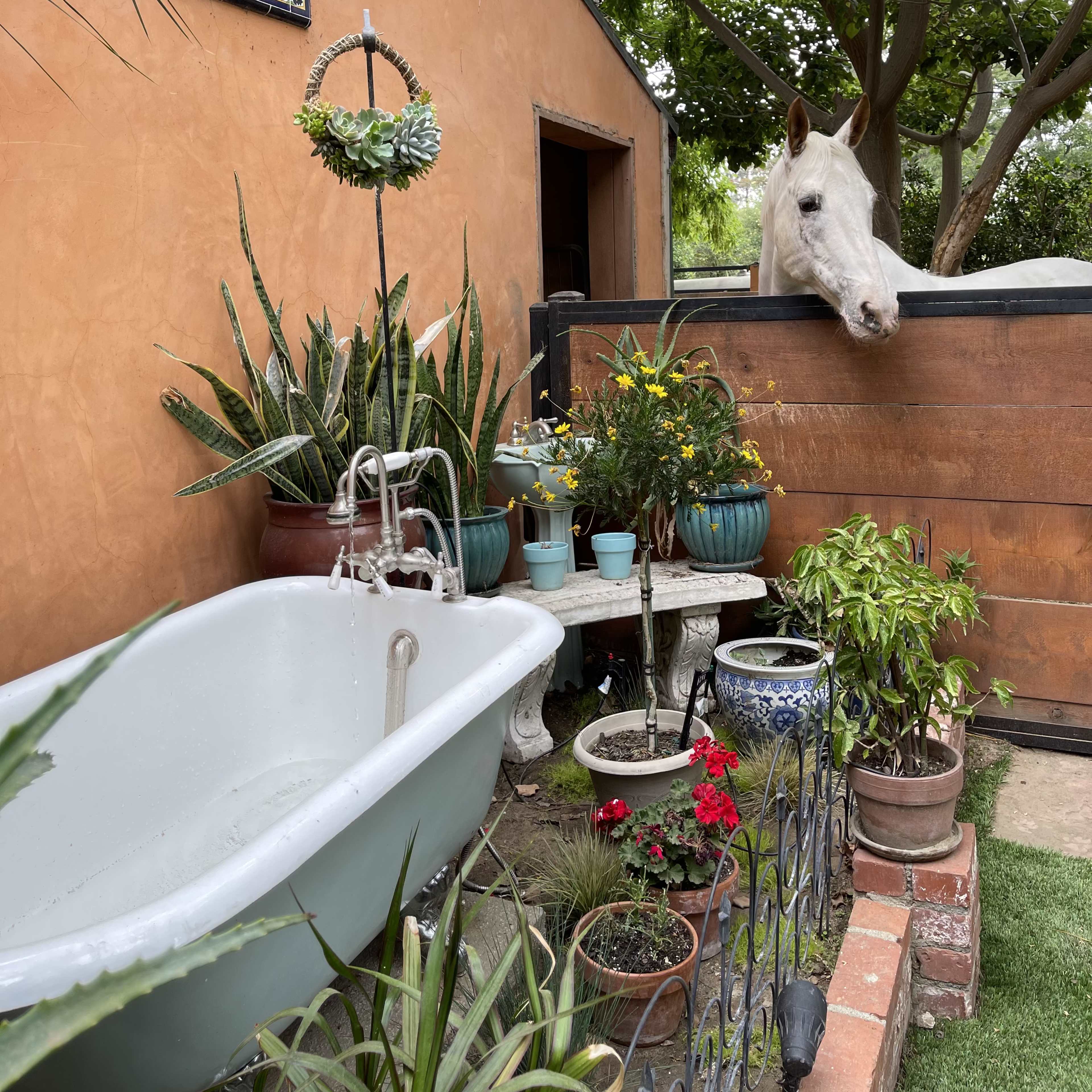 A white horse peers over a wooden fence at a garden area featuring a vintage bathtub surrounded by potted plants.