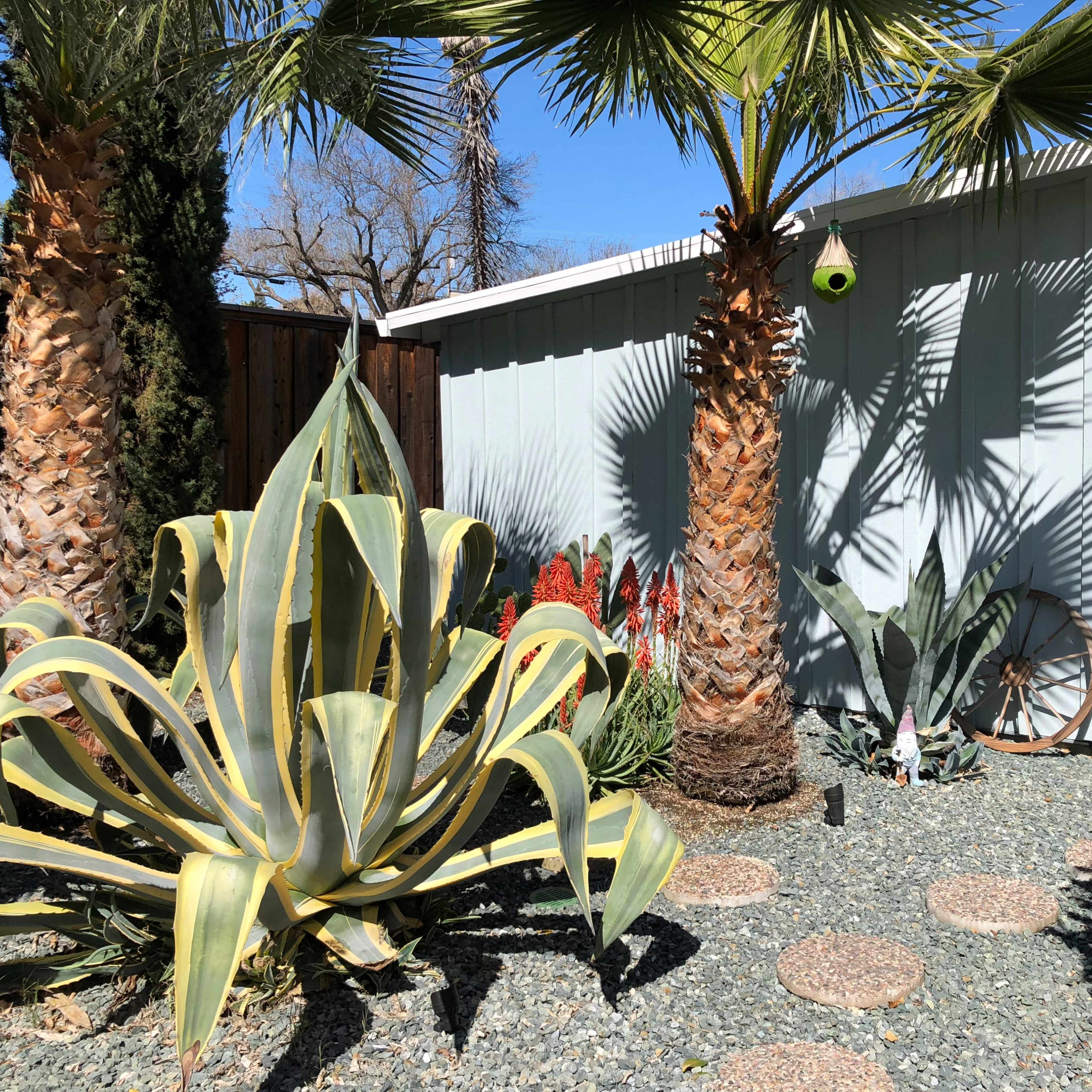 The scene features a backyard with tall palm trees, large agave plants, gravel pathways, and a light-colored shed in the background.
