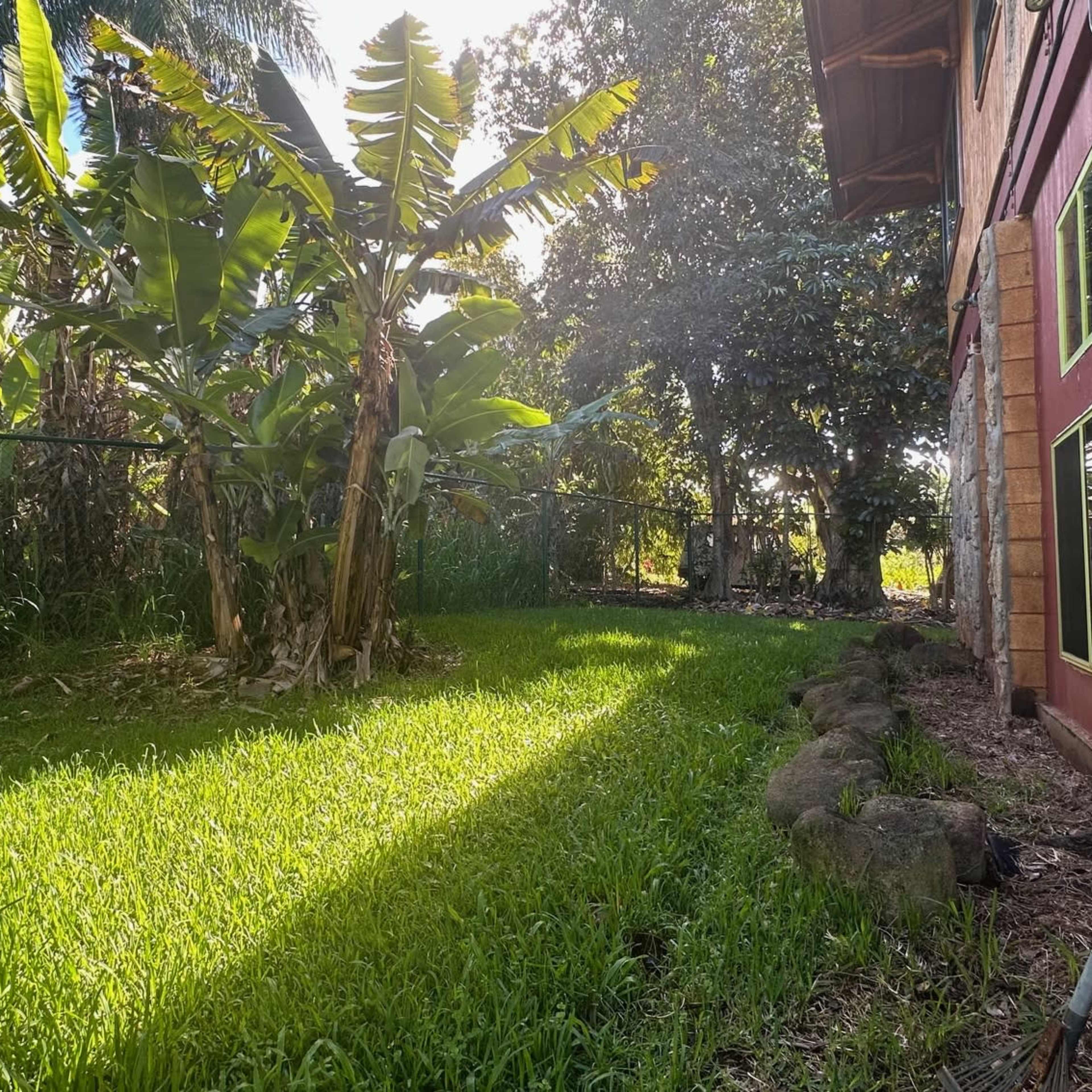A grassy area beside a stone wall and a wooden structure, surrounded by banana plants and trees under bright sunlight.