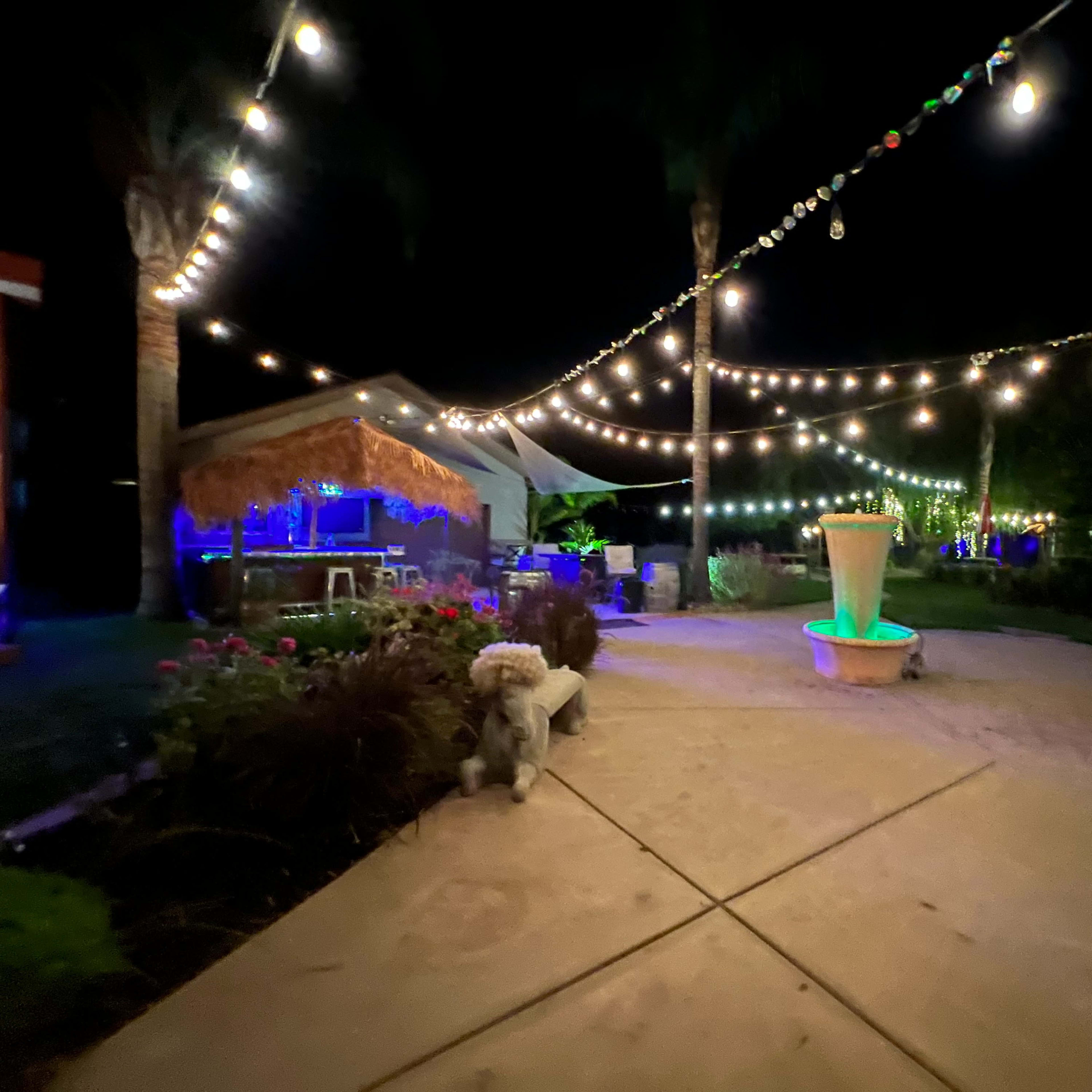 A backyard at night illuminated by string lights, with a fountain and tropical plants visible along a concrete pathway.