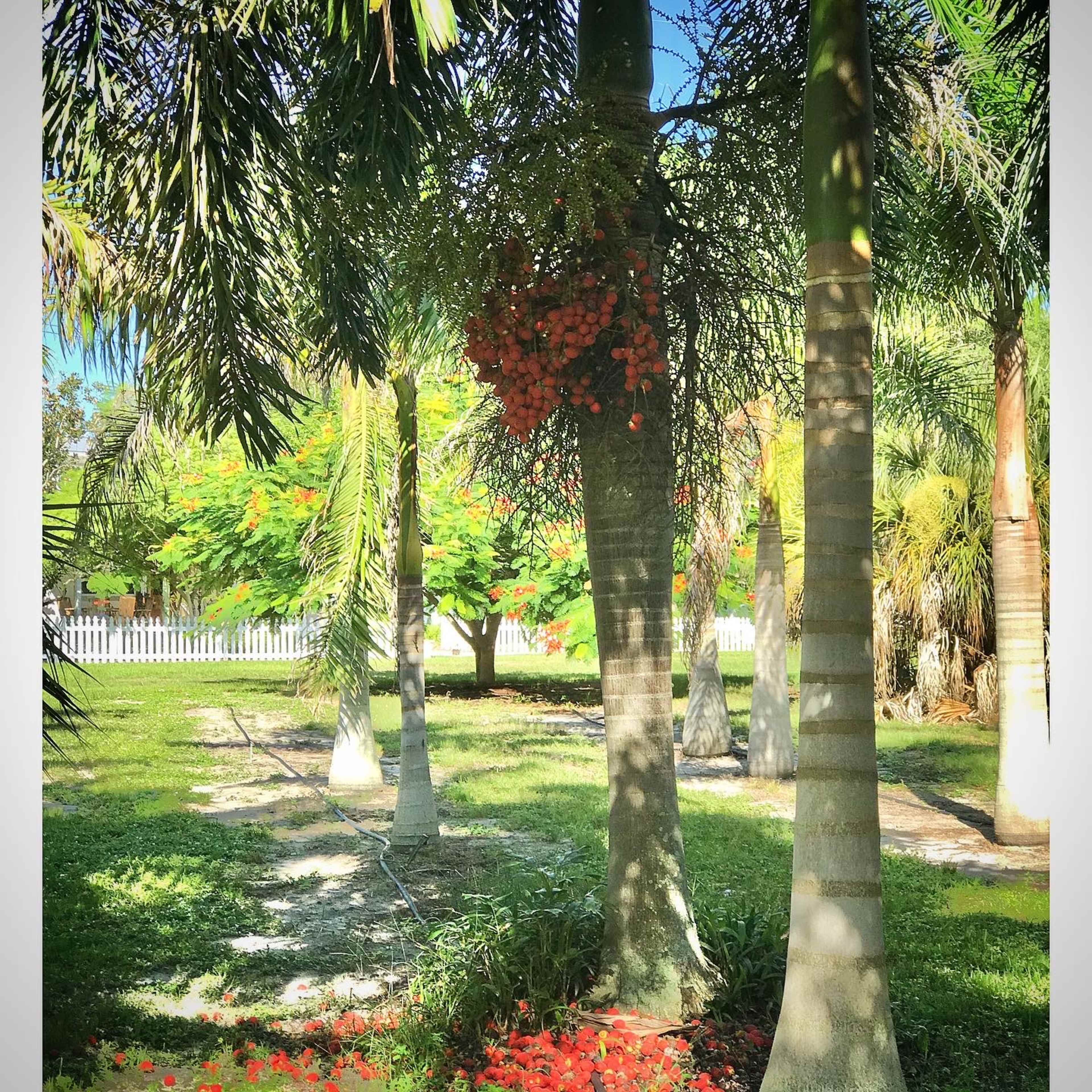 A tropical garden with palm trees, green grass, and clusters of orange fruit hanging from one of the trees.