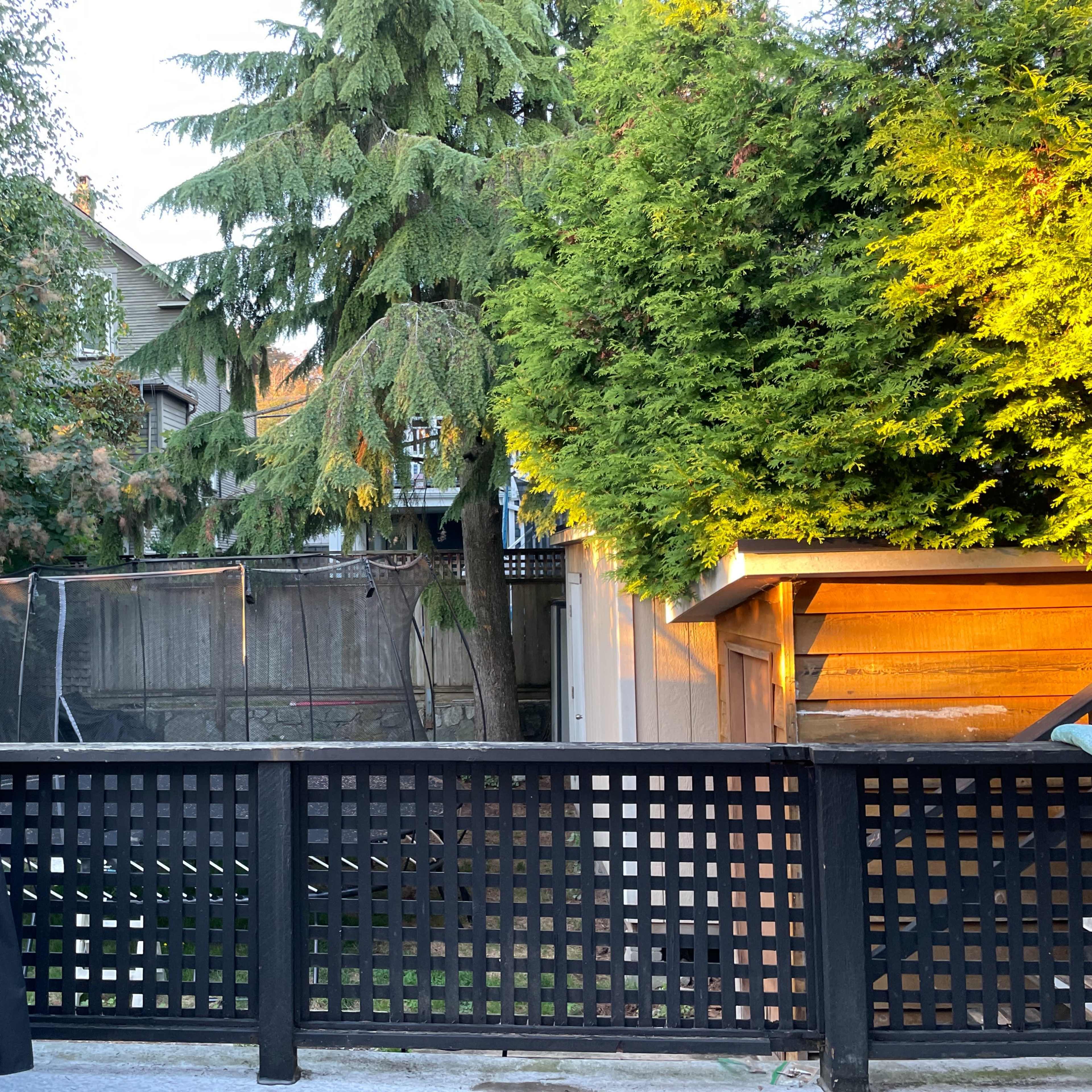 A backyard scene with a black grill, a wooden fence, a trampoline behind it, and tall trees providing shading.