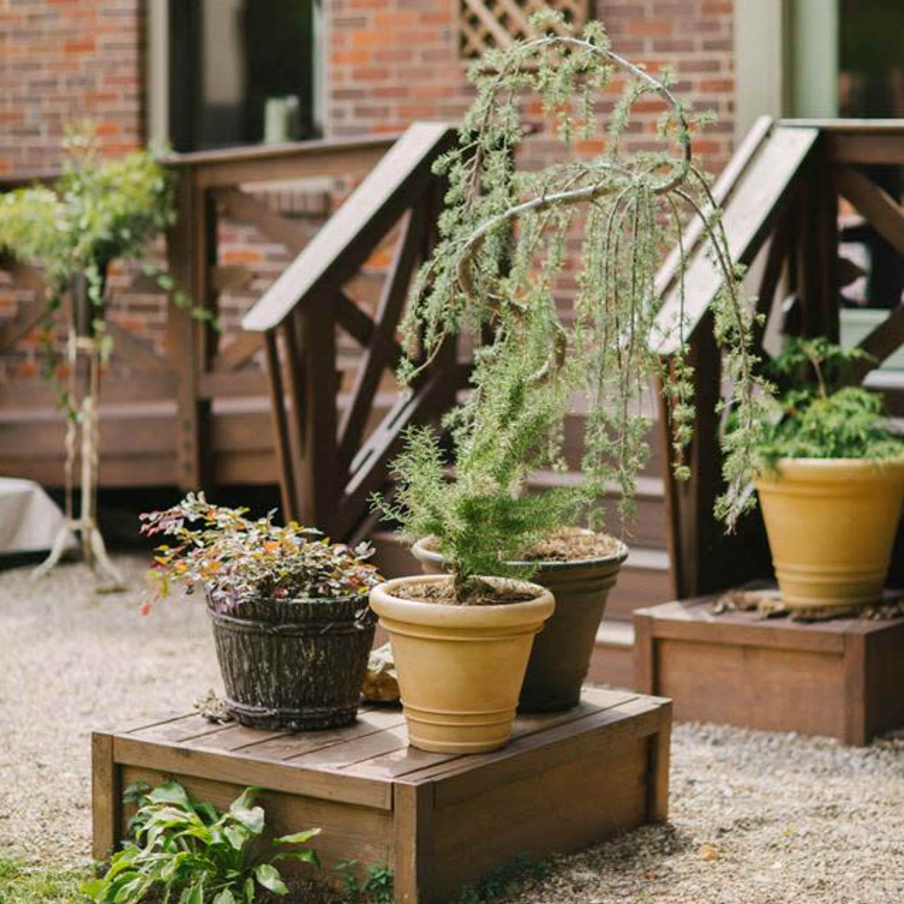 Four potted plants are arranged on a wooden platform in a gravel area outside a brick building.