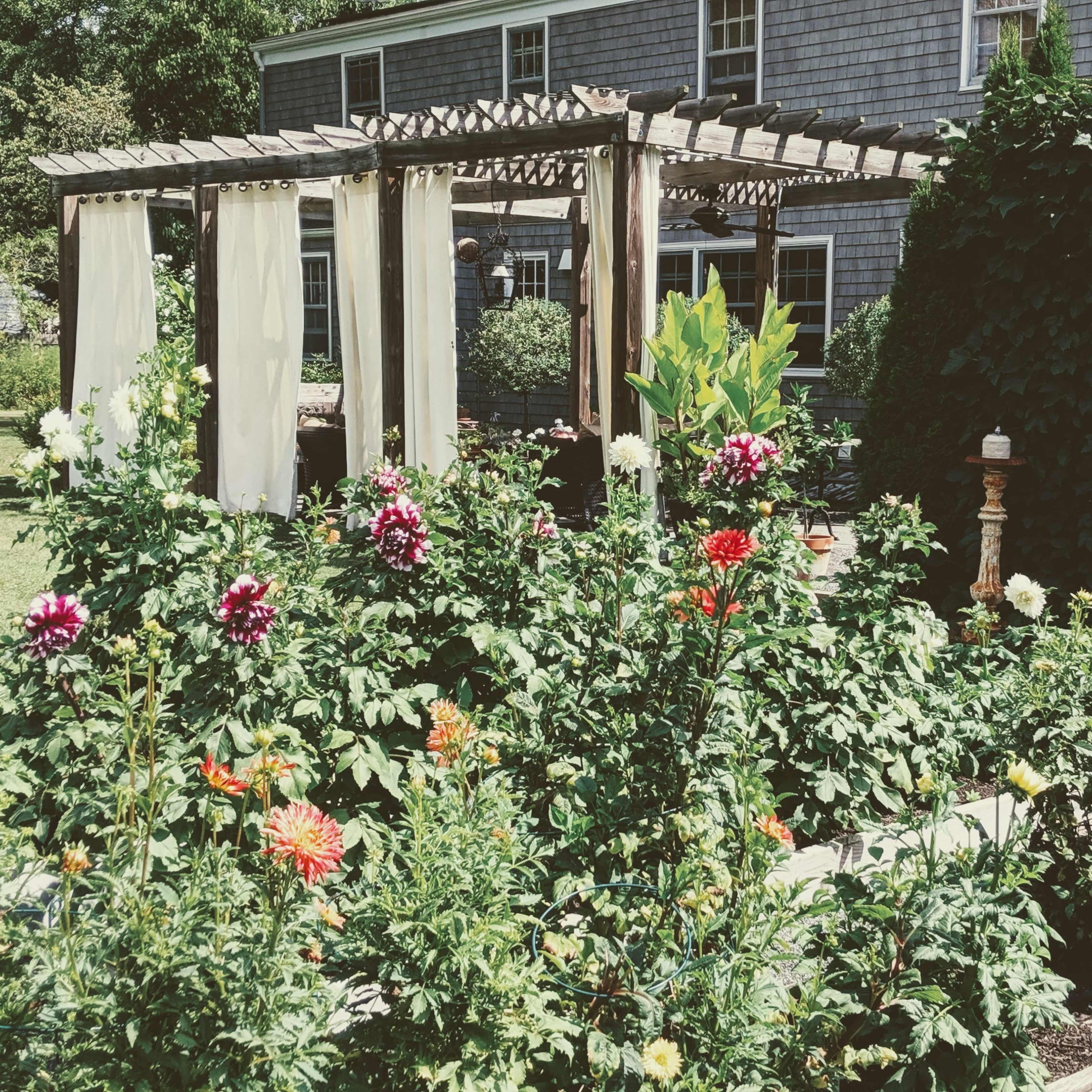 A garden area featuring a wooden pergola draped with fabric and surrounded by vibrant flowers, including dahlias, in full bloom.