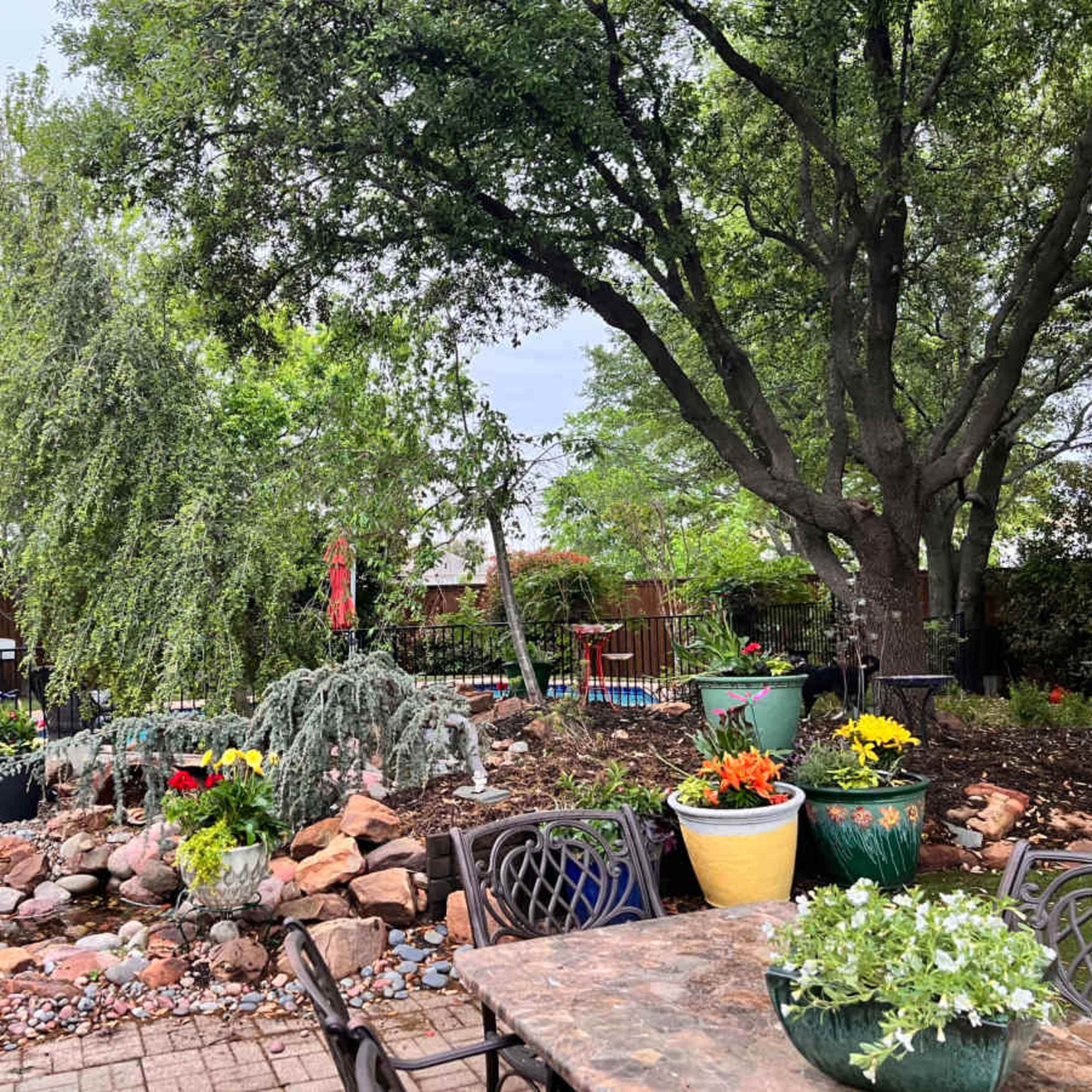 A garden with various potted plants and flowers surrounding a small rocky area, along with a shaded tree and a fenced pool area in the background.