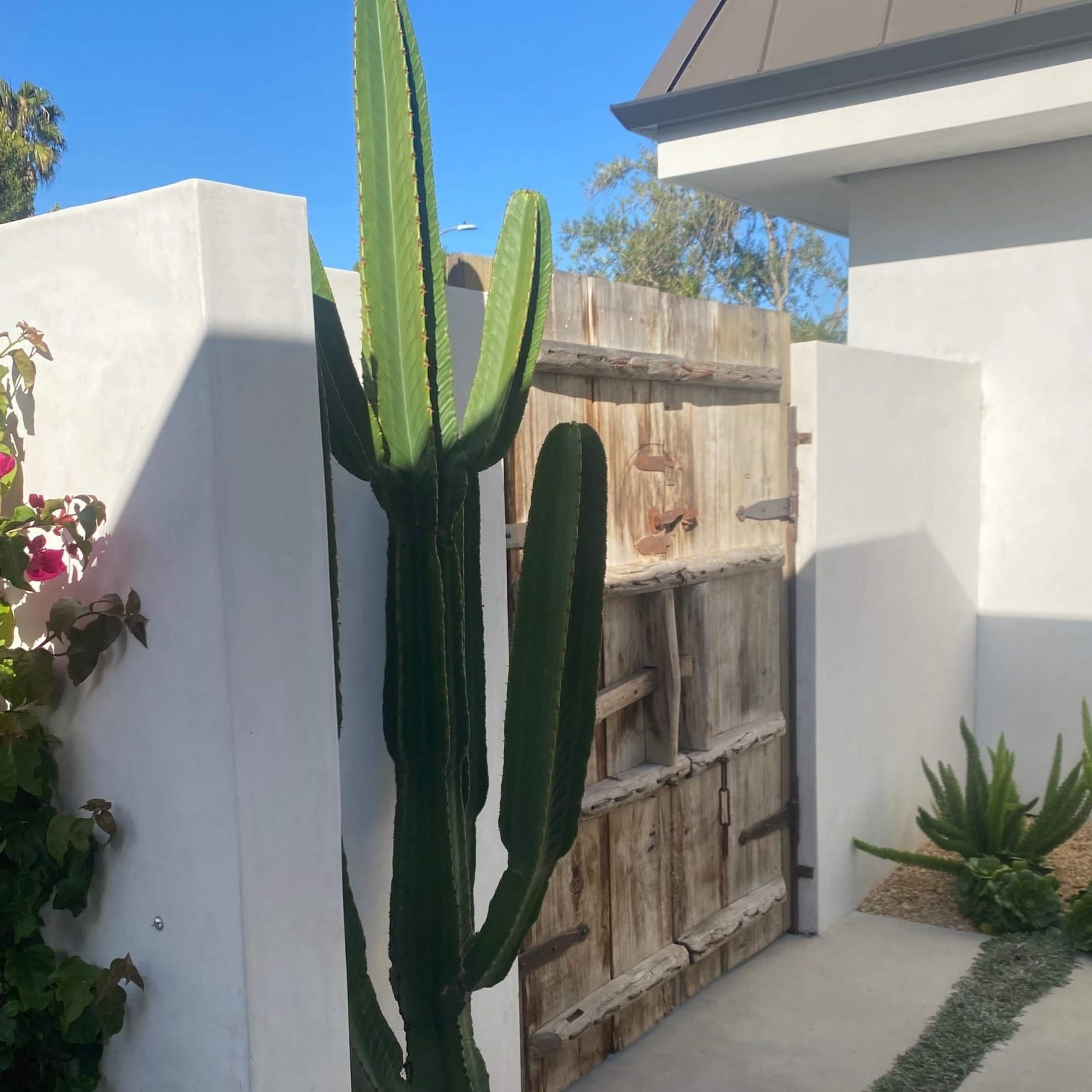 A tall cactus stands beside a wooden gate in a garden setting, with white walls and a path made of concrete and gravel.
