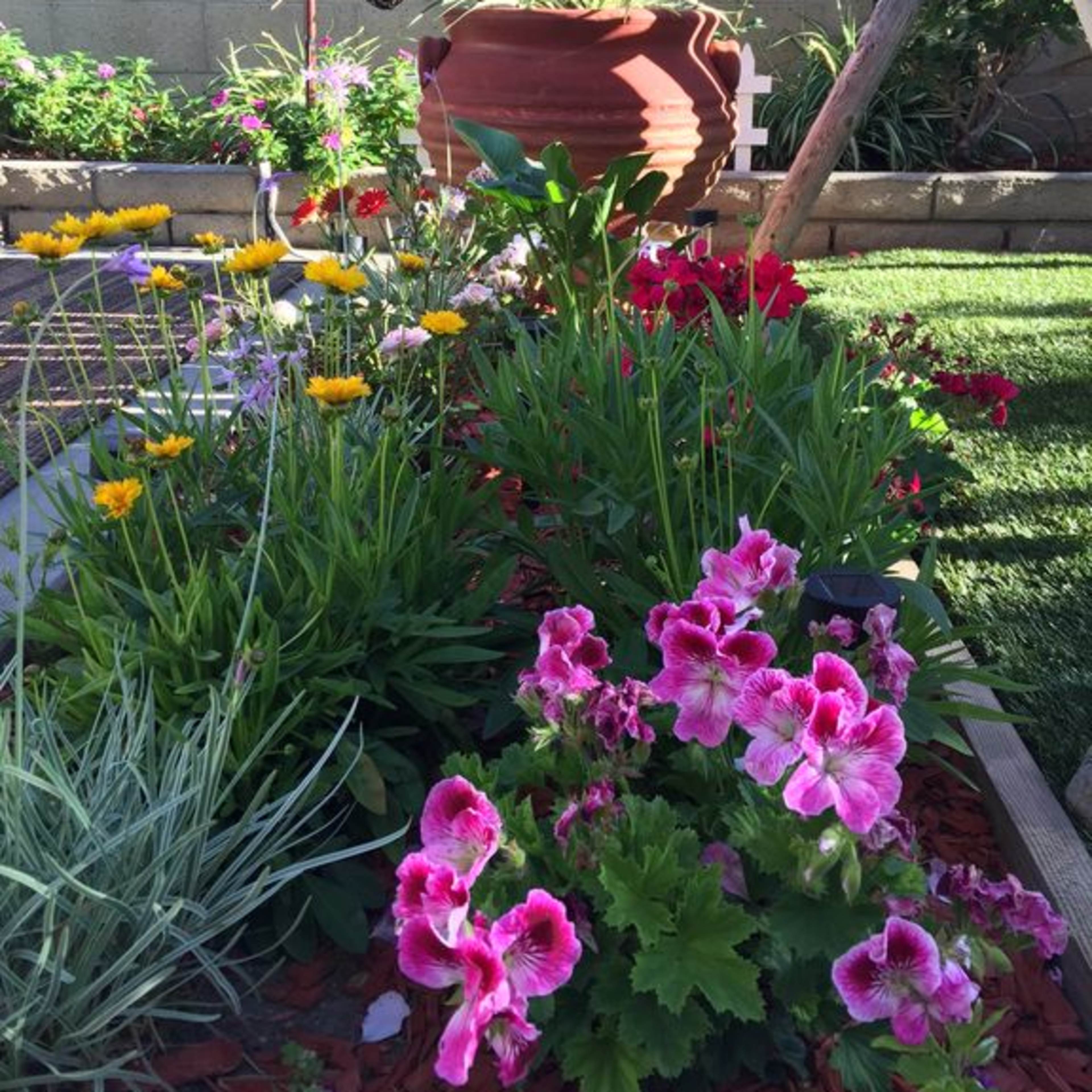 A colorful garden filled with various flowers, including pink geraniums and yellow daisies, alongside a large terracotta pot.