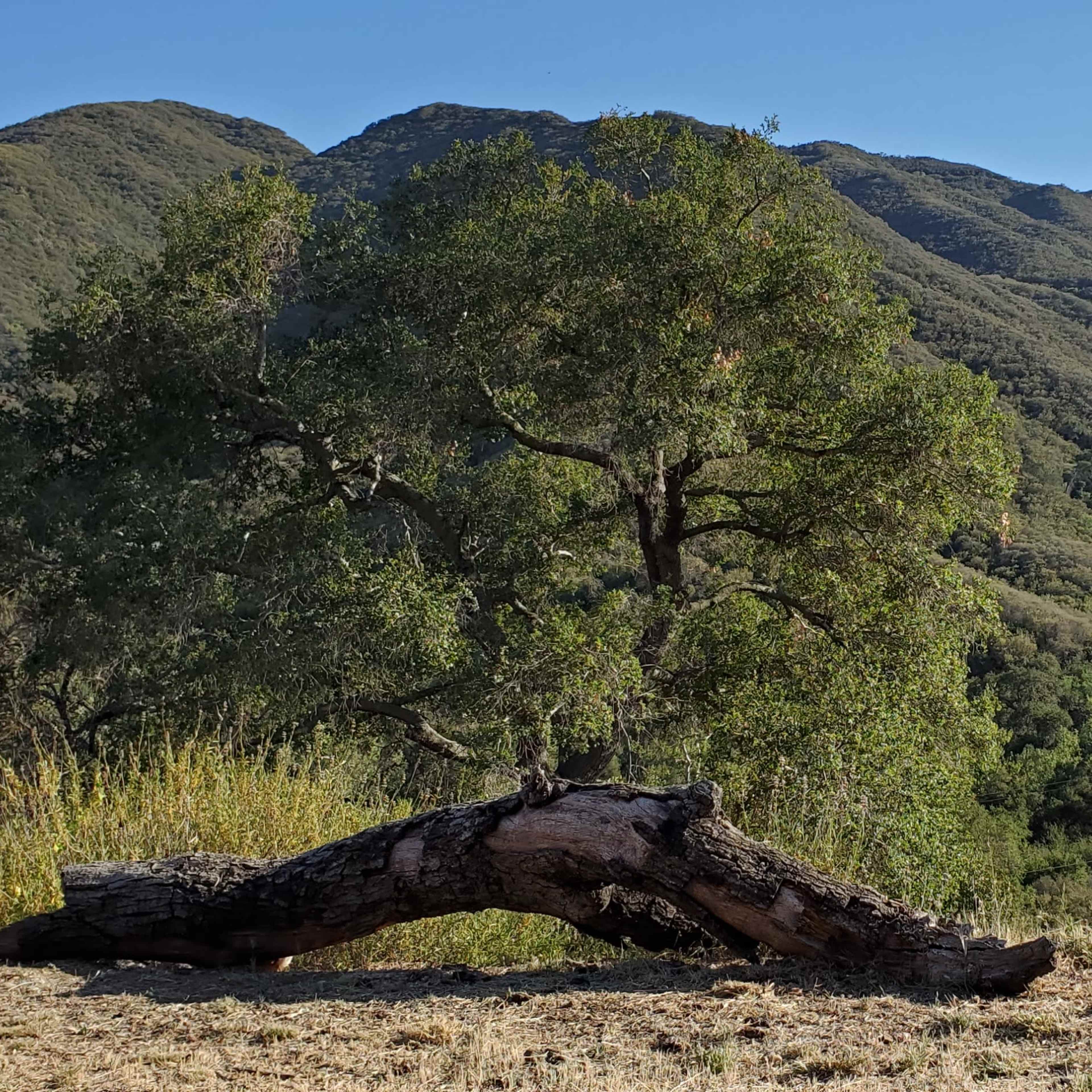 A large fallen tree is positioned in the foreground, with rolling green hills and mountains in the background under a clear blue sky.