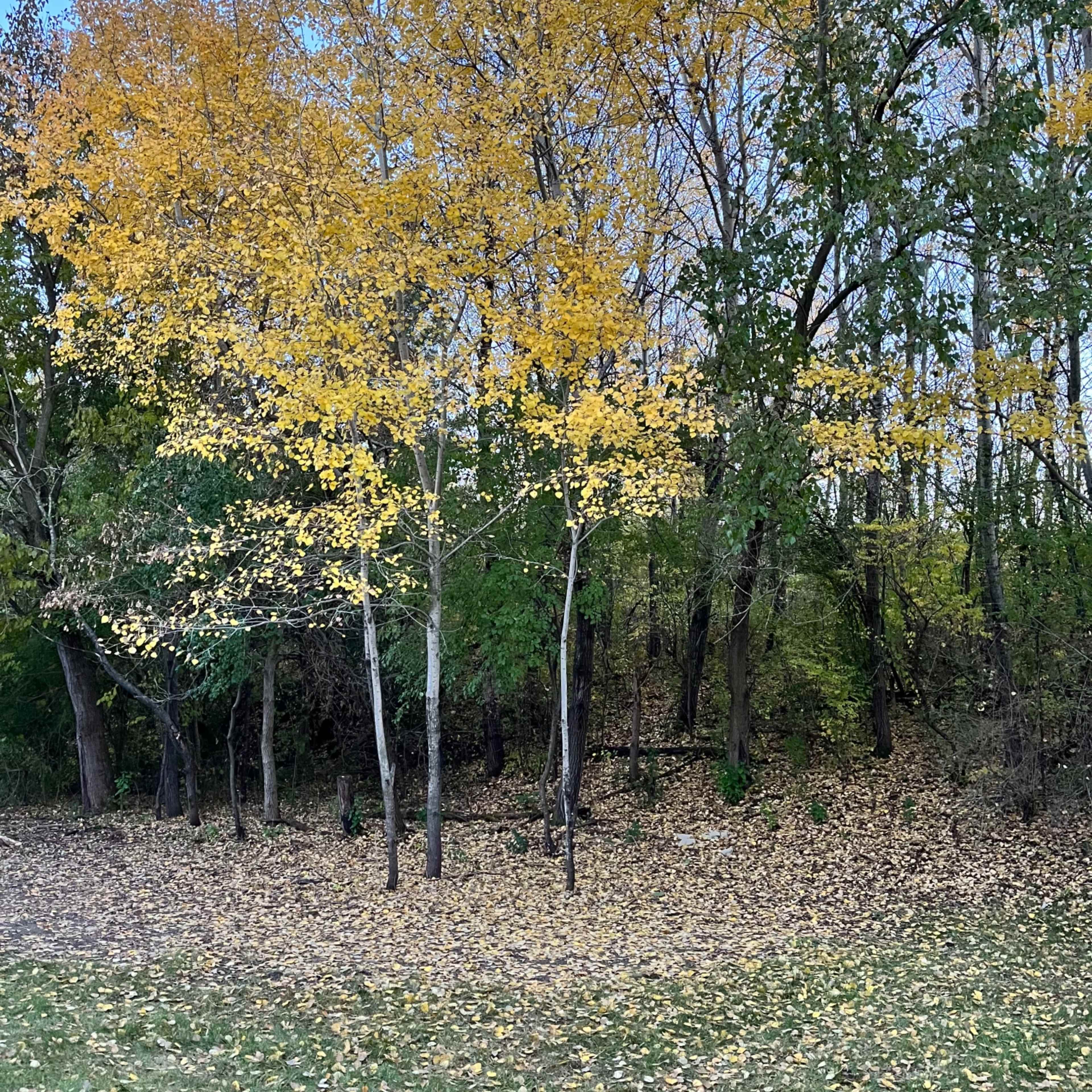 A group of trees with yellow leaves stands in a grassy area next to a dense forest.