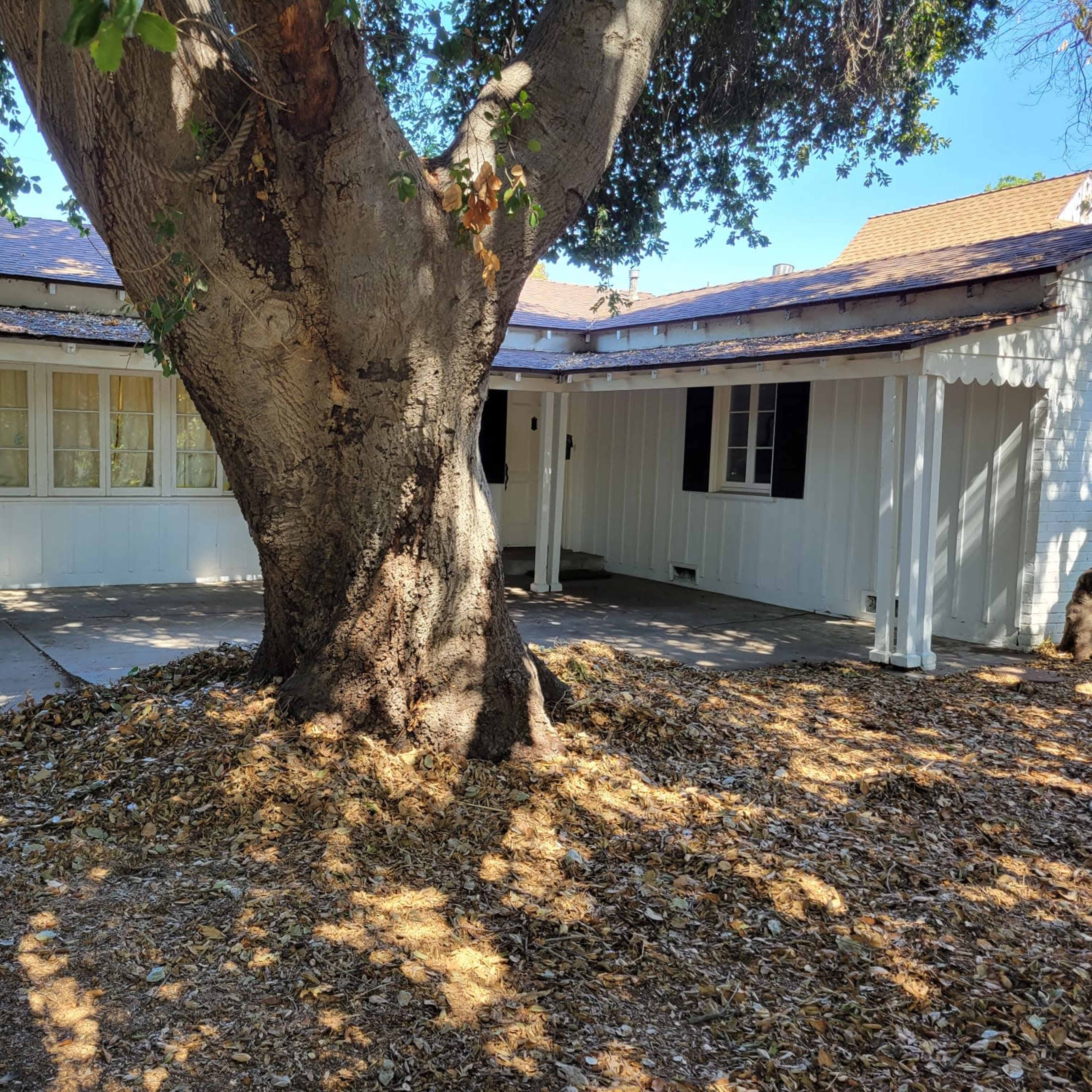 A large tree stands in front of a single-story white house with multiple windows, surrounded by a yard covered in fallen leaves.
