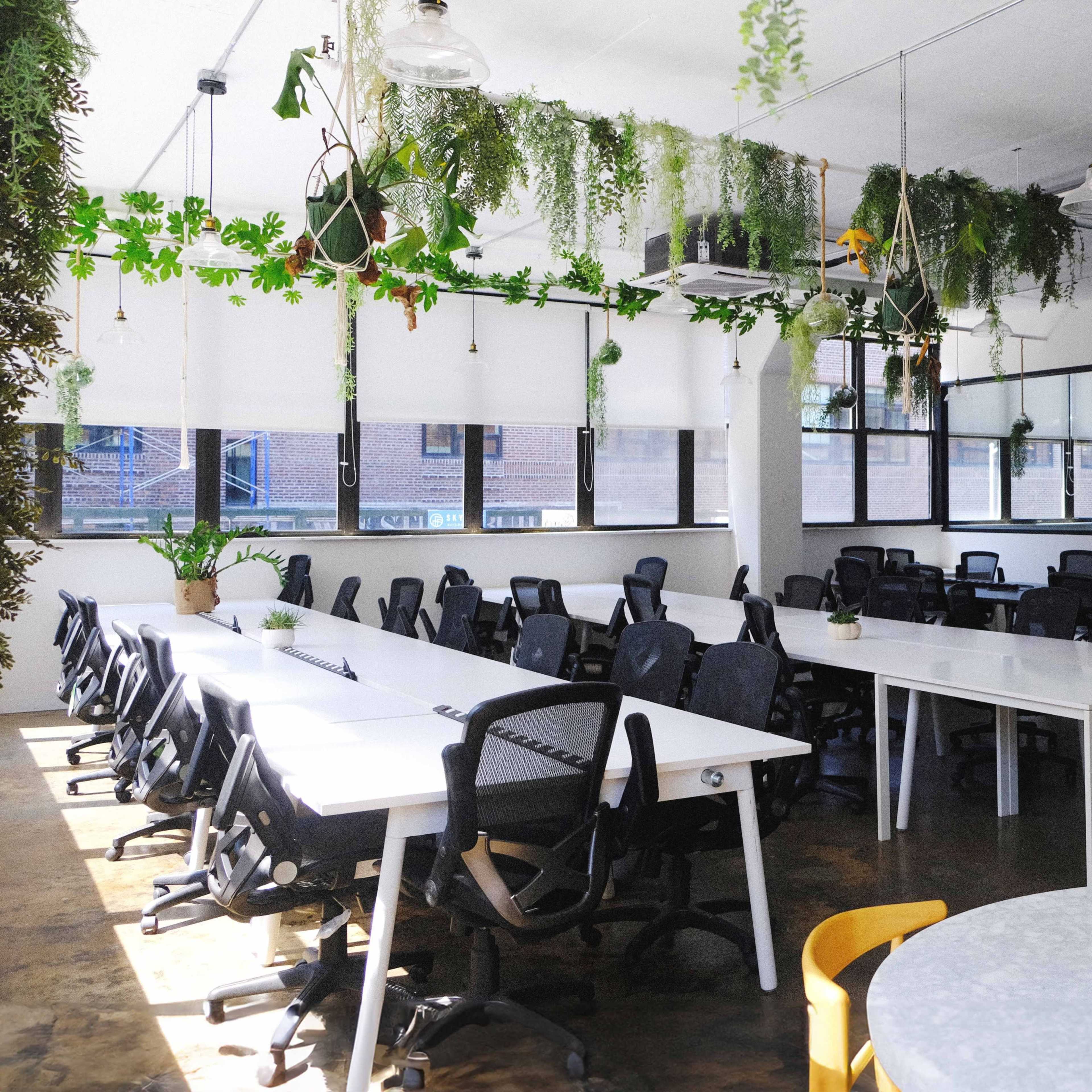 A spacious office layout with multiple long white tables and black office chairs, adorned with hanging plants and large windows for natural light.