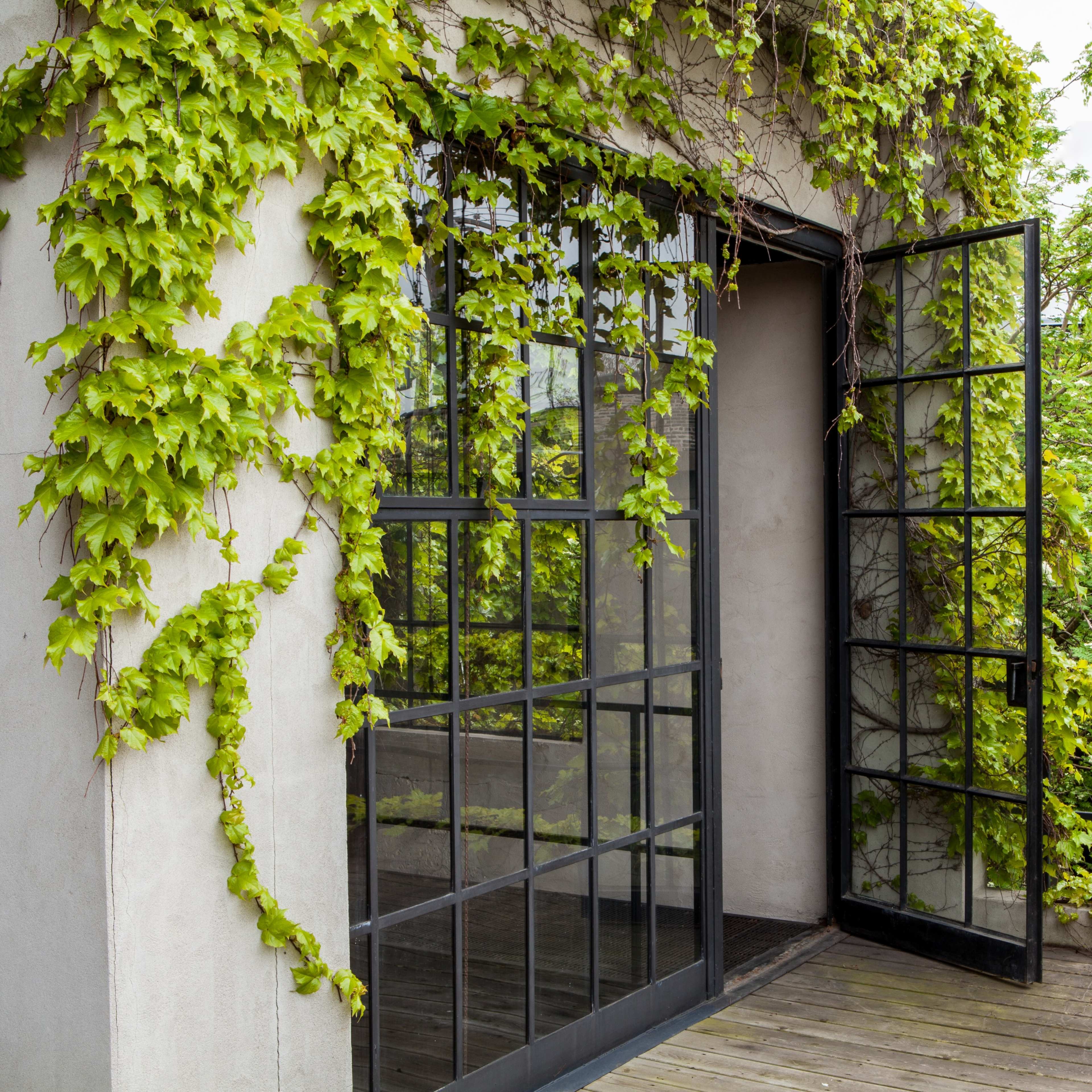 A set of black-framed glass doors open onto a deck surrounded by green vines and lush foliage.