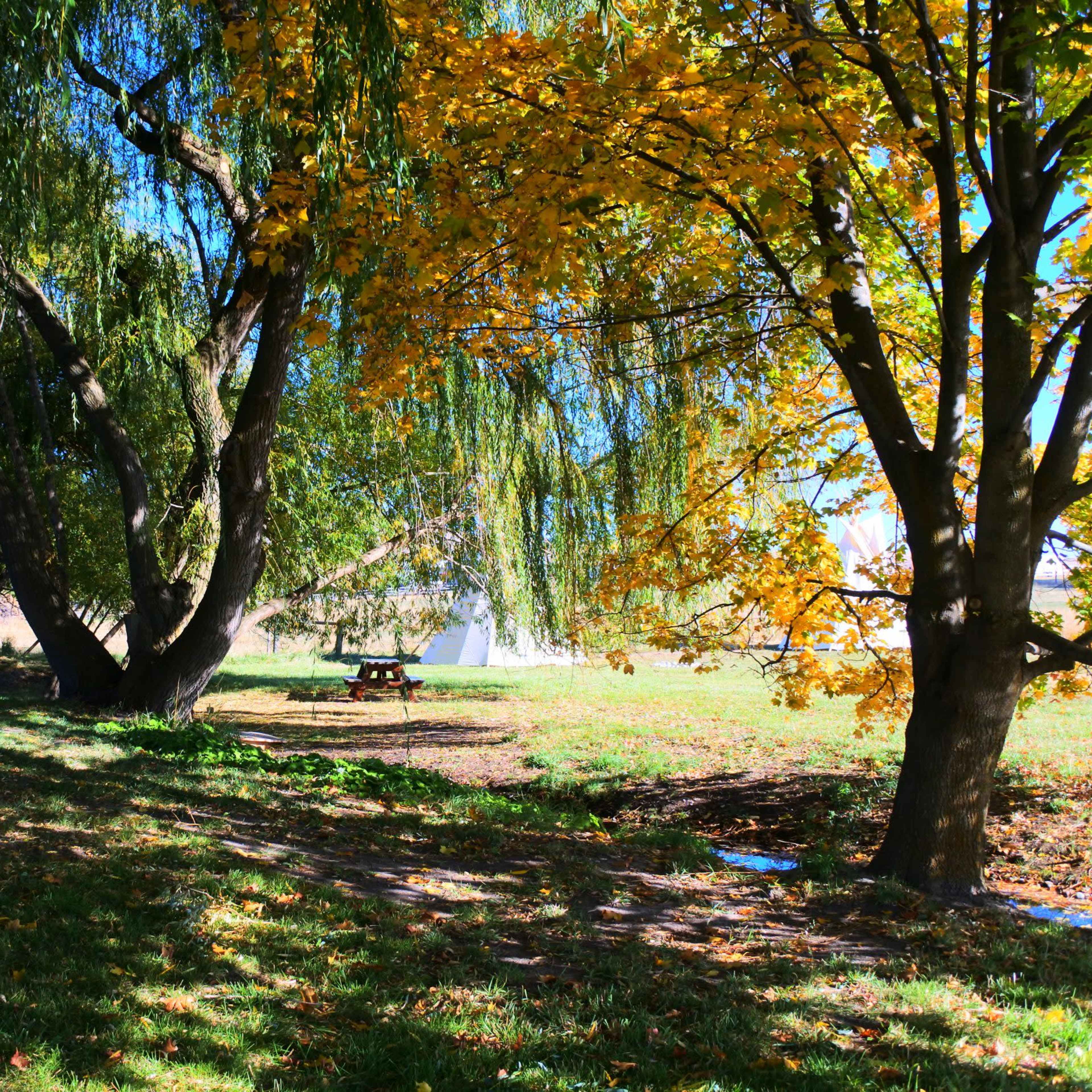 A park area with large trees, one with green leaves and the other with yellow foliage, alongside a picnic table in a grassy field.