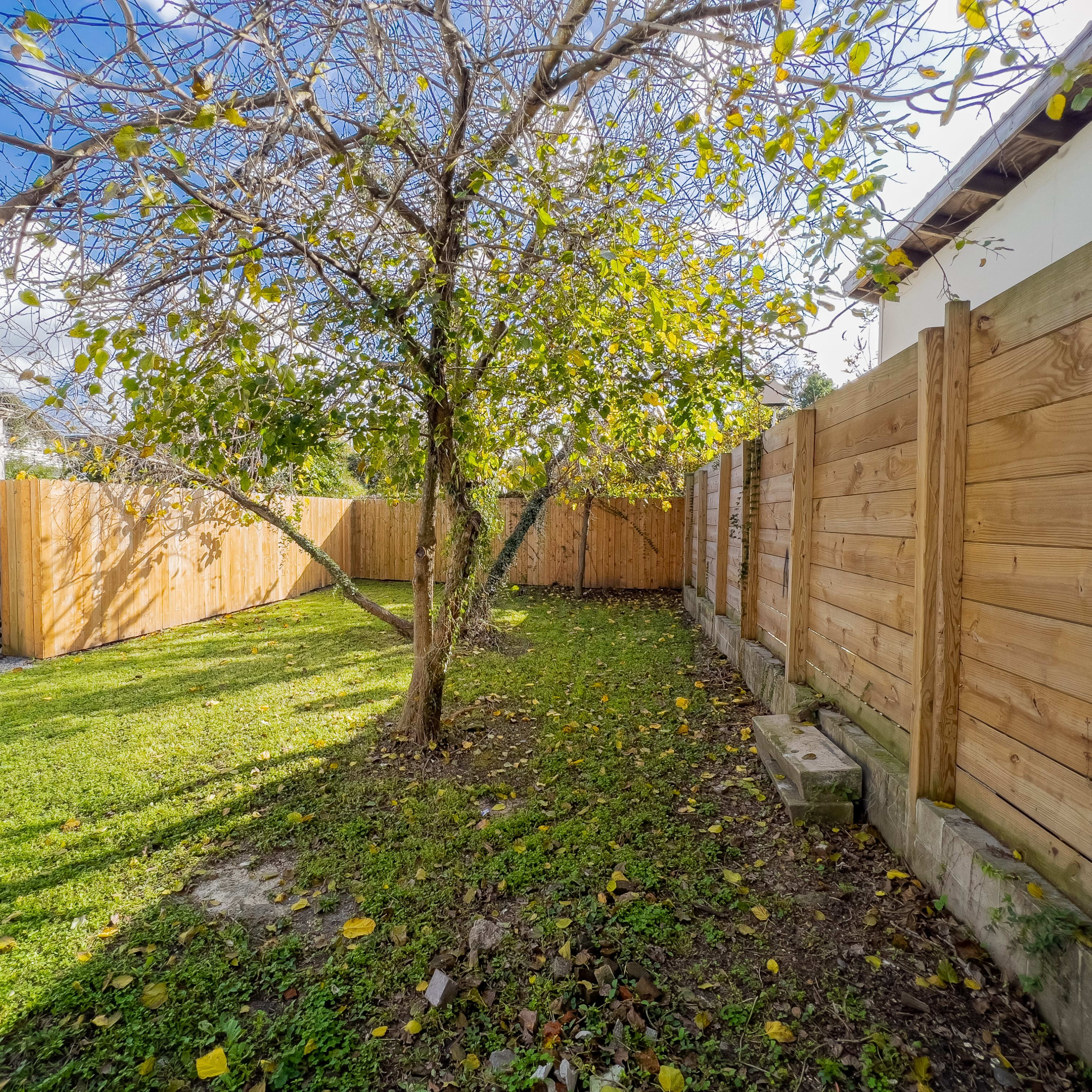 A corner of a backyard features a bare tree surrounded by a grassy area, bordered by wooden fences.