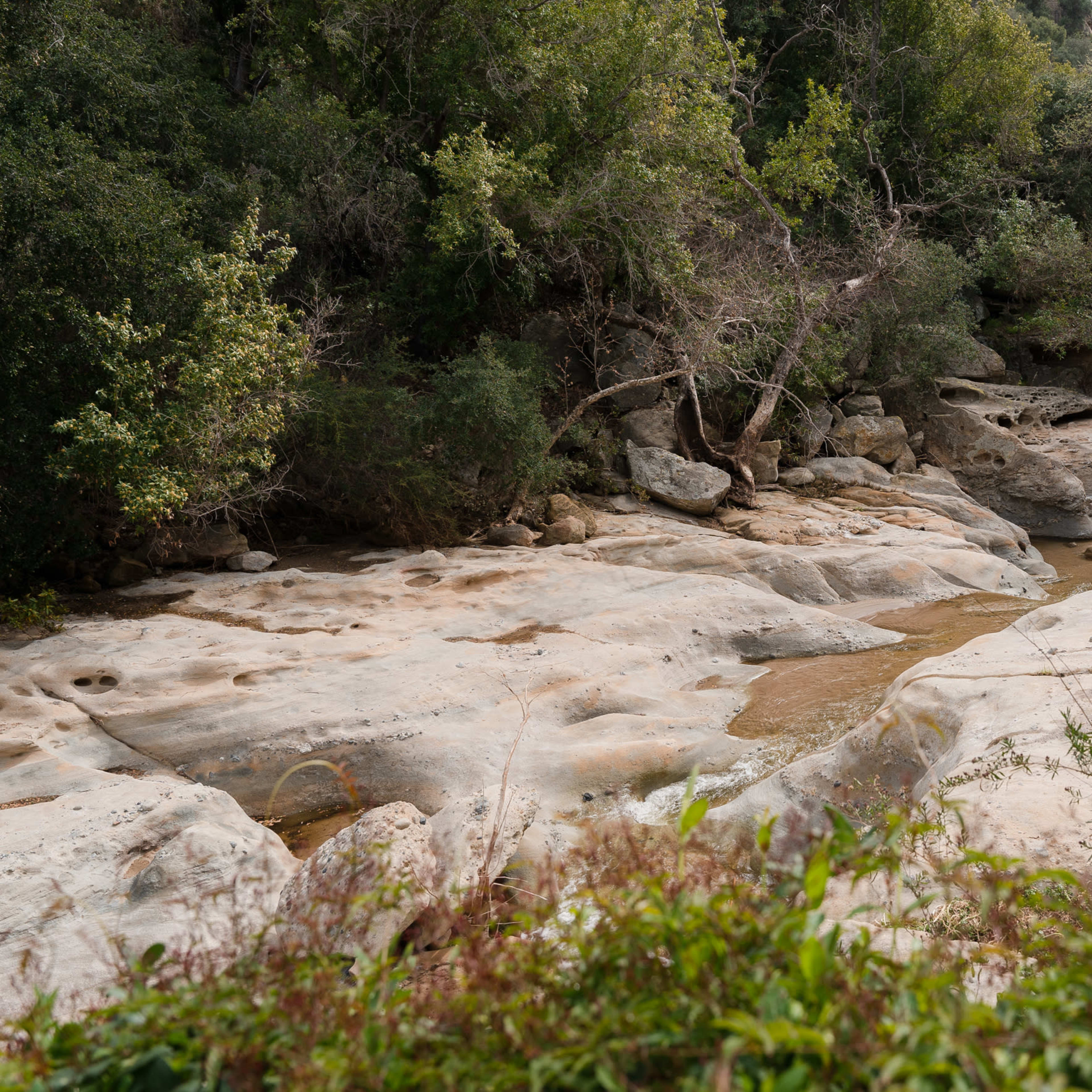 A rocky riverbed is bordered by trees and bushes in a natural setting.