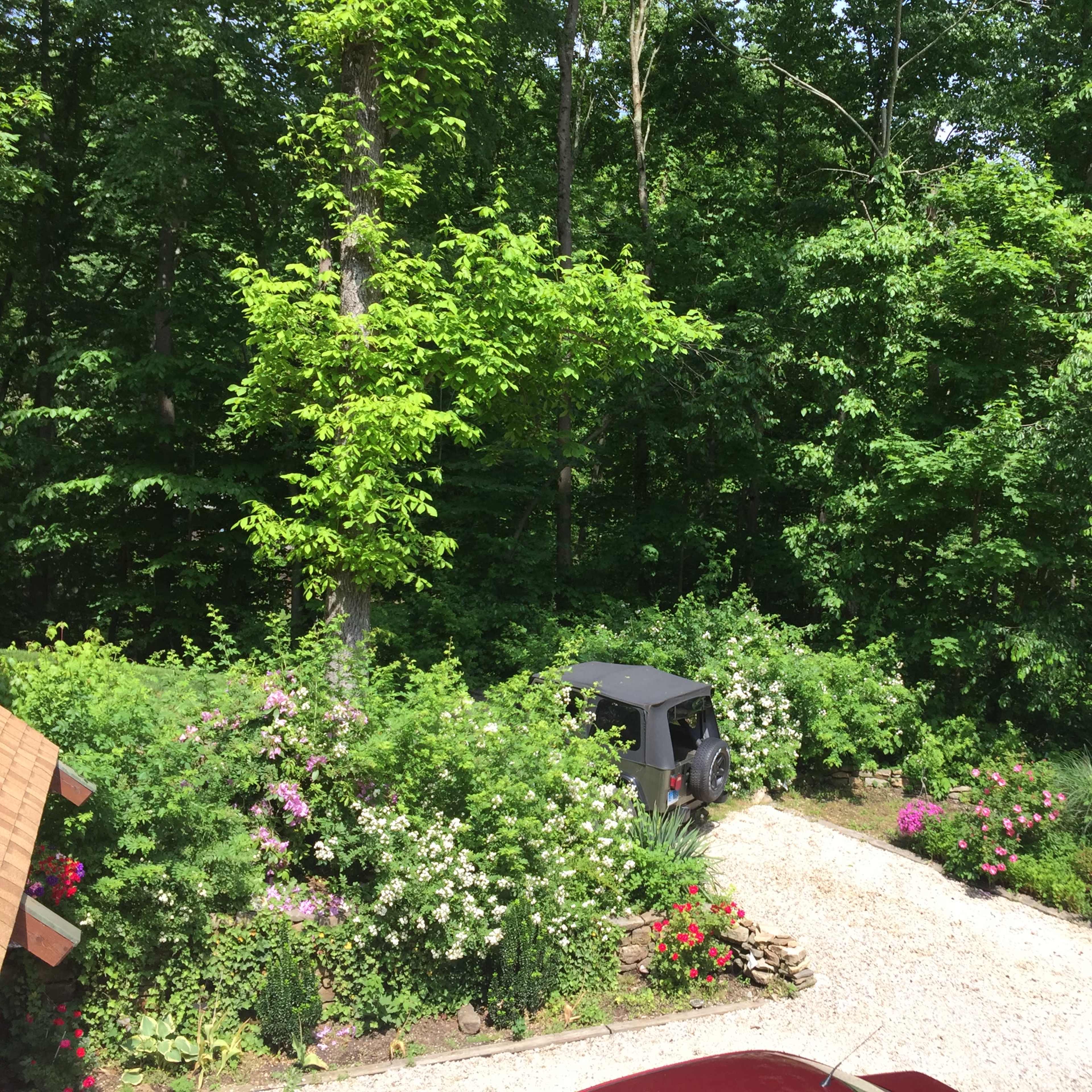A gravel driveway lined with various flowering plants and surrounded by tall green trees.