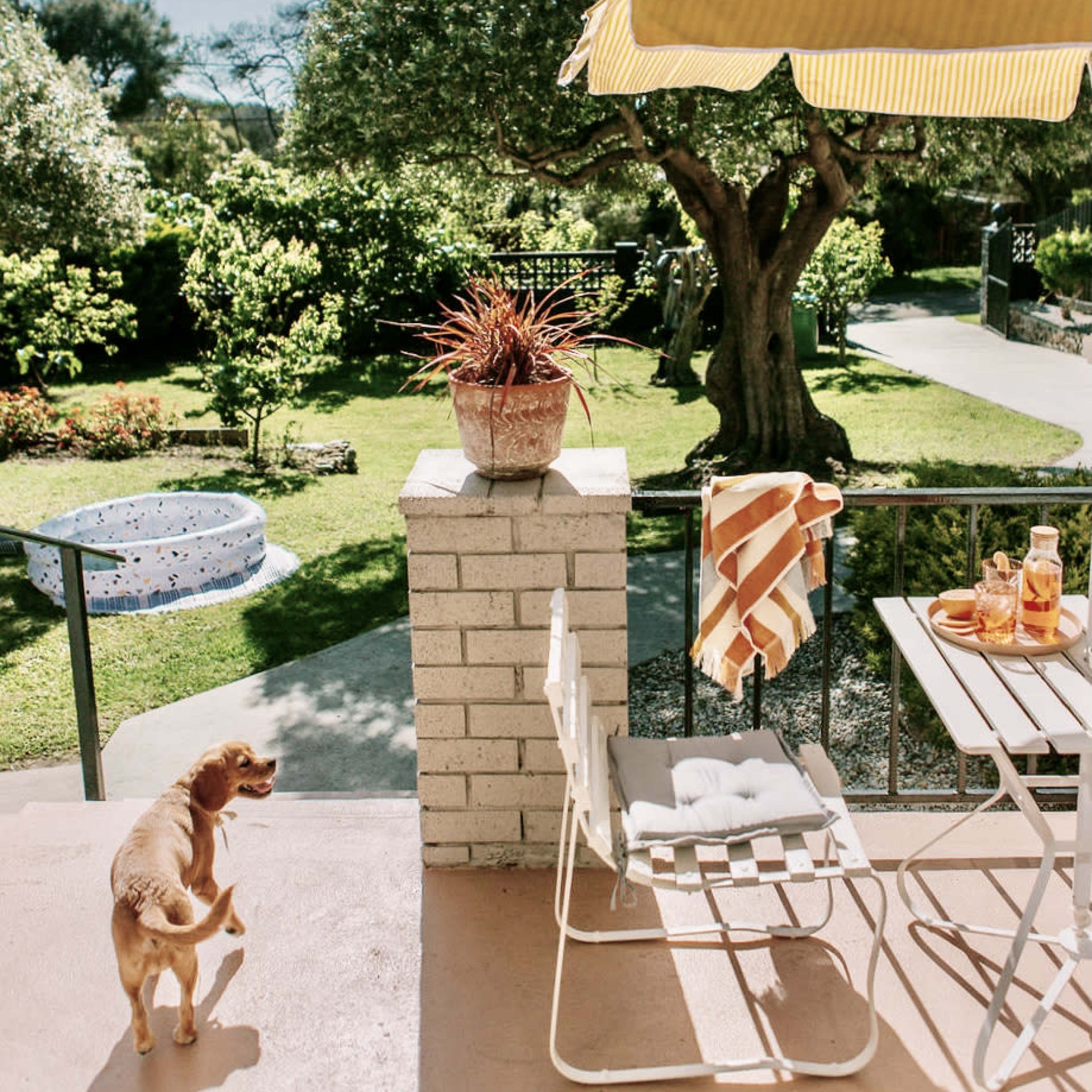 A small dog stands on a patio overlooking a sunlit garden with a swimming pool, trees, and a table set for refreshments under a yellow umbrella.