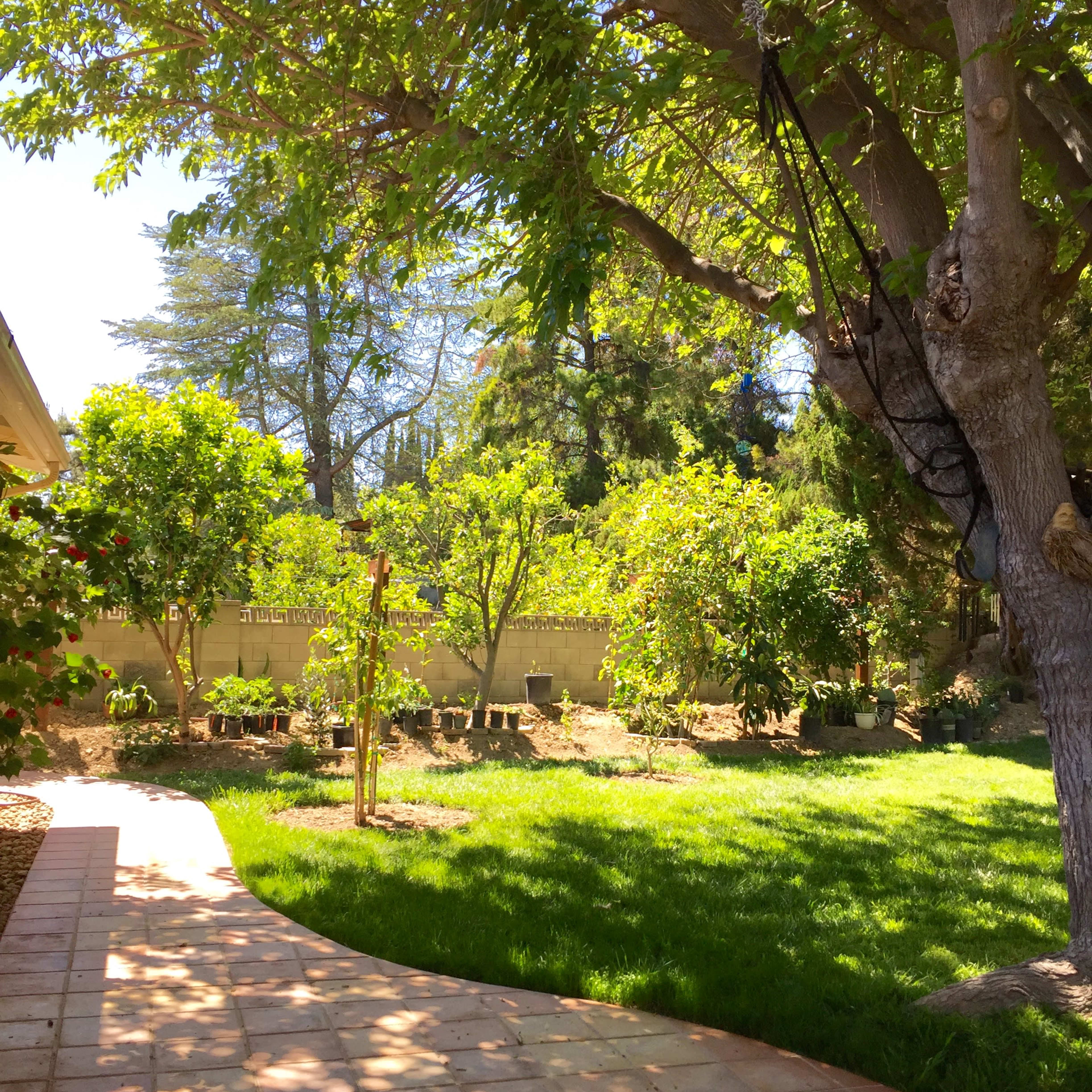 A pathway curves through a grassy backyard surrounded by trees and shrubs.