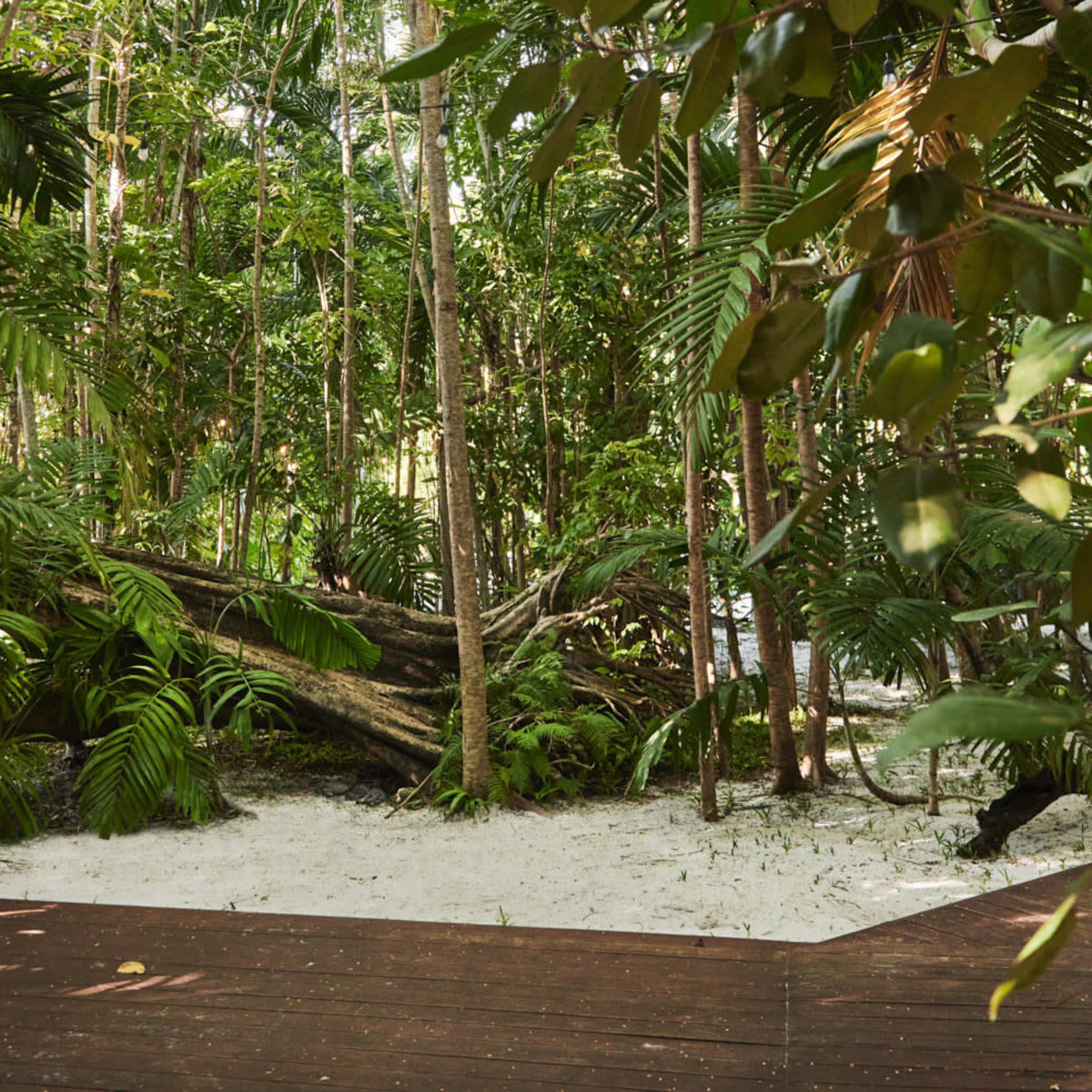 A sandy clearing is surrounded by dense greenery and tall trees in a forested area.