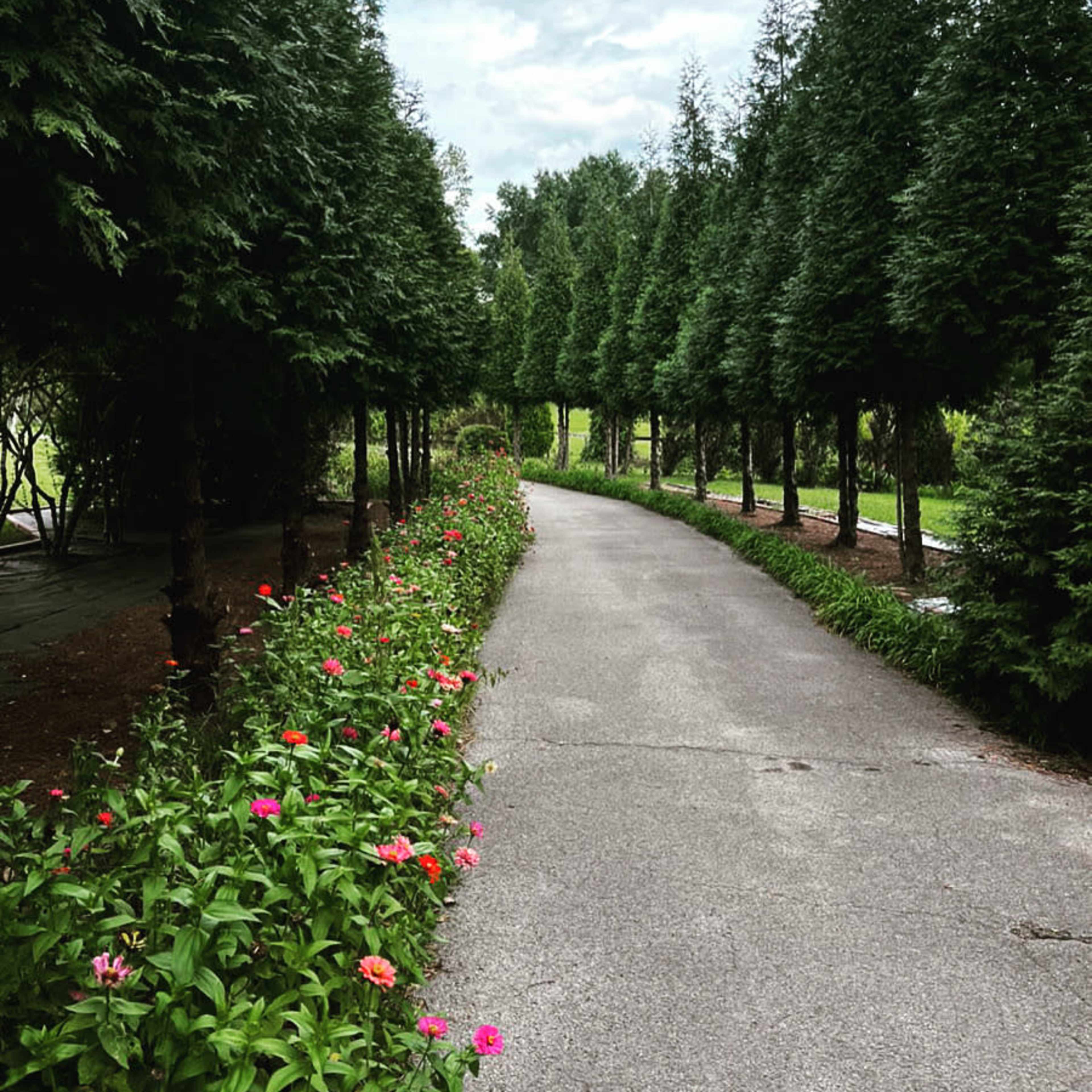 A paved path winds through a line of tall conifer trees, bordered by colorful flowers on one side.