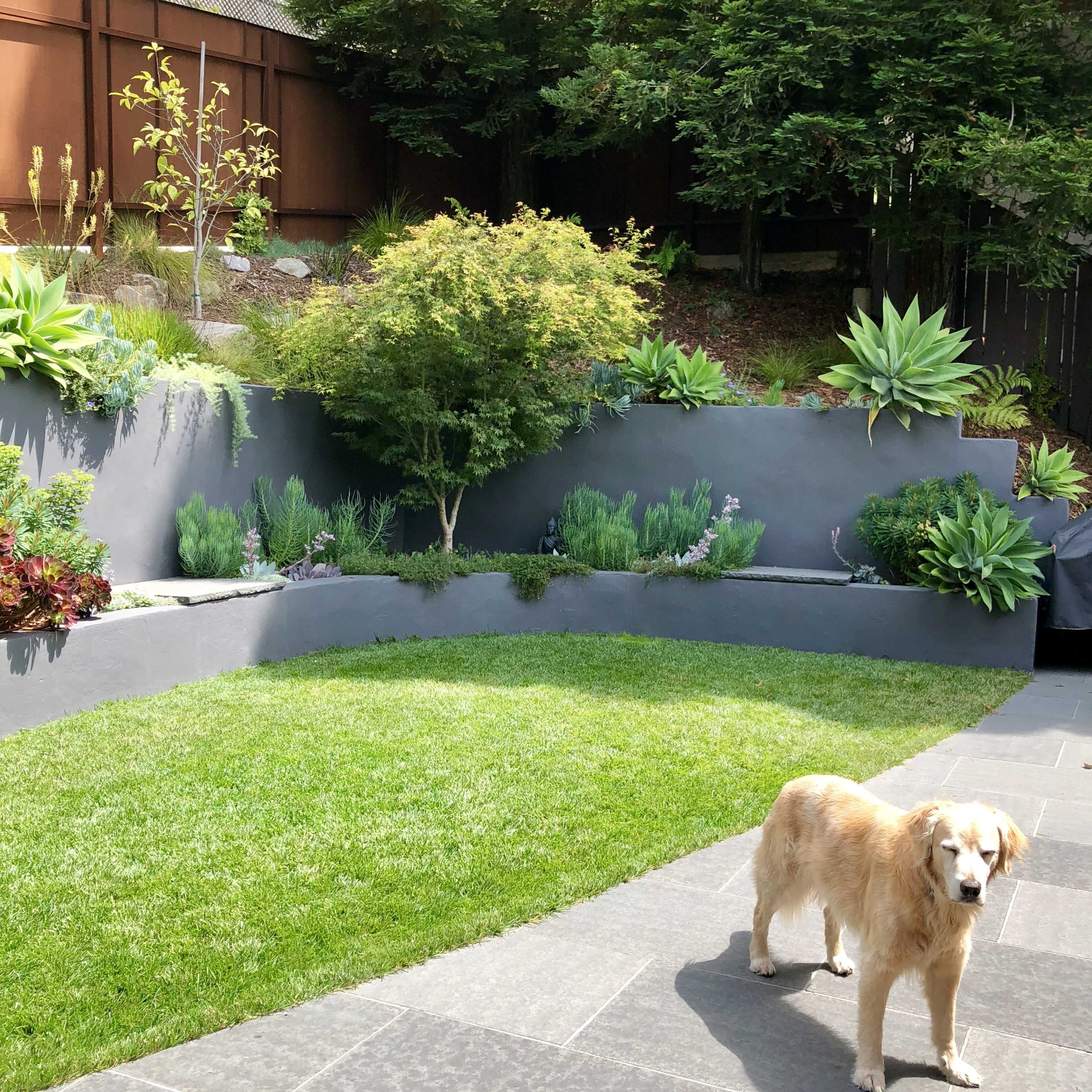 A golden retriever stands on a slate patio in a landscaped yard featuring green grass and various plants against a gray wall.