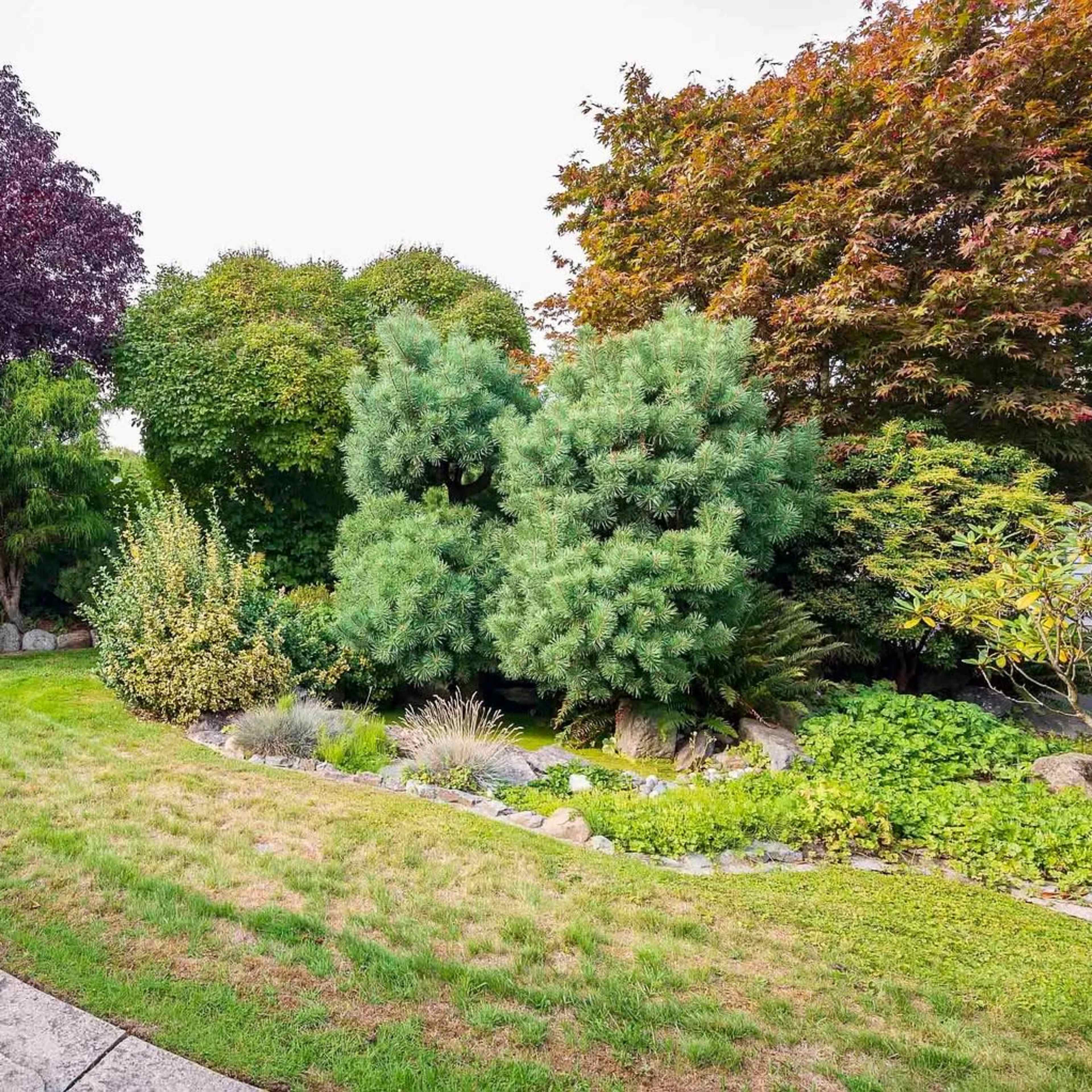 A landscaped garden featuring a variety of trees and shrubs, a curved pathway, and a potted plant.