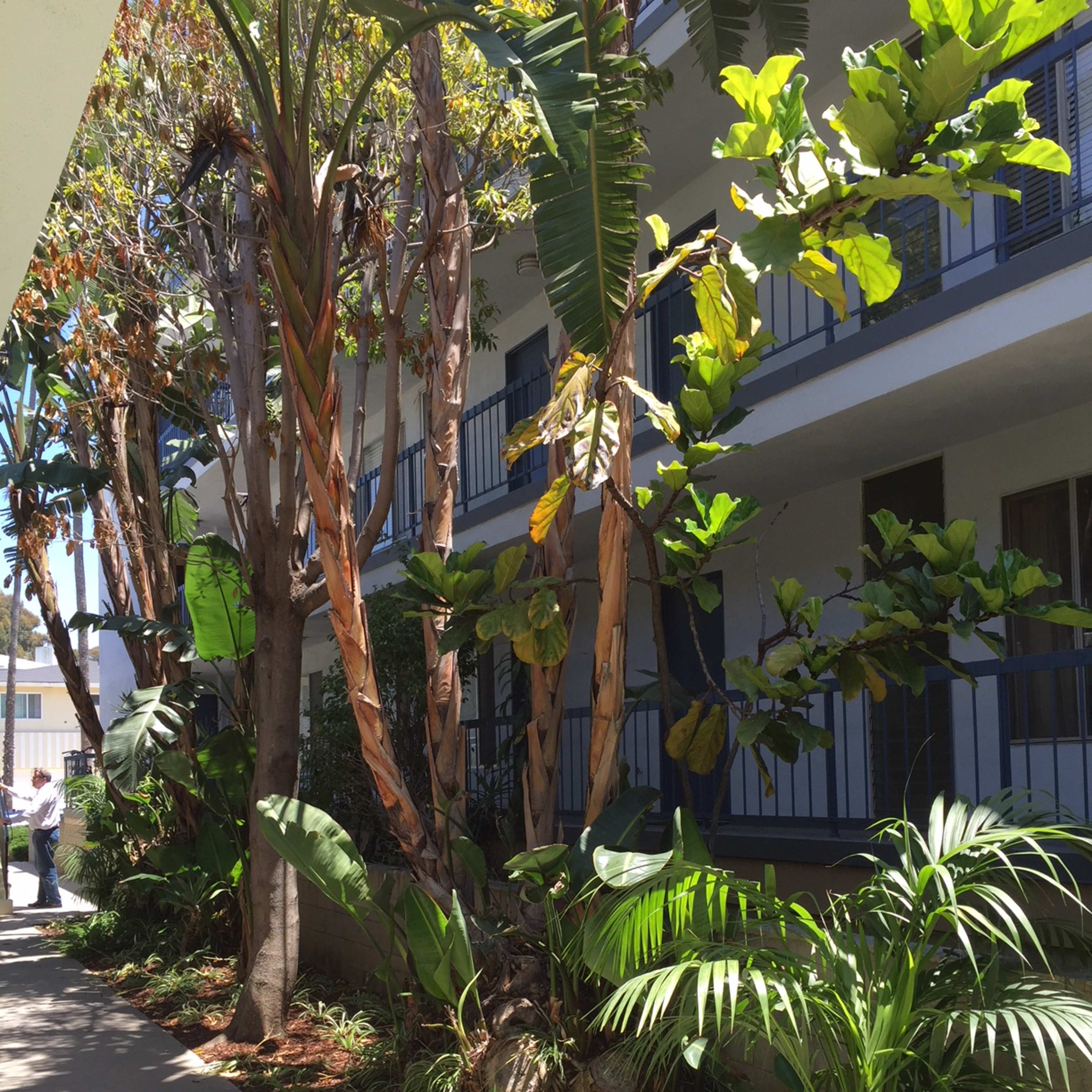 A narrow walkway lined with lush greenery and tall trees beside a multi-story building.