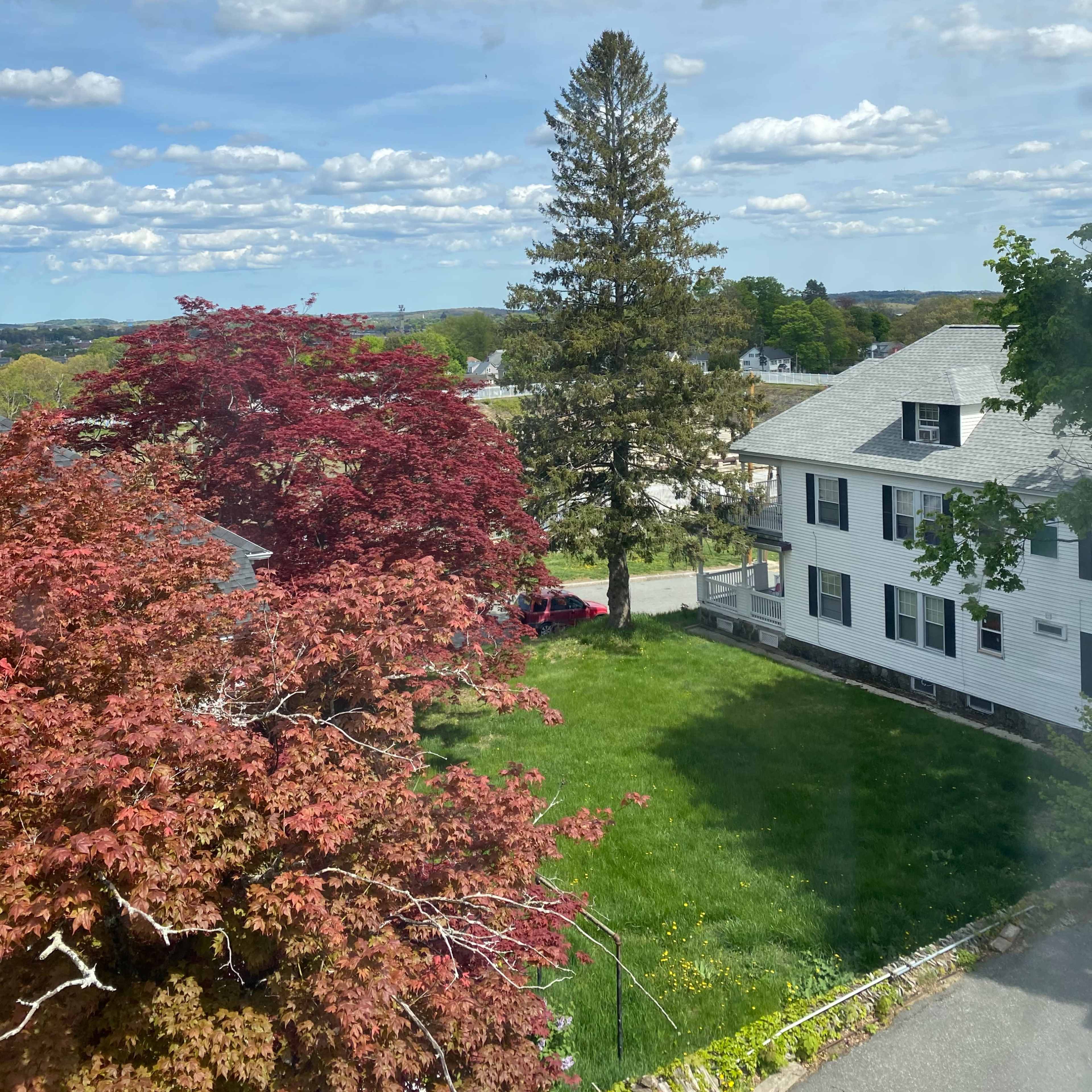 A residential neighborhood with a mix of a red-leafed tree, a tall evergreen tree, green grass, and a white house under a bright blue sky with scattered clouds.