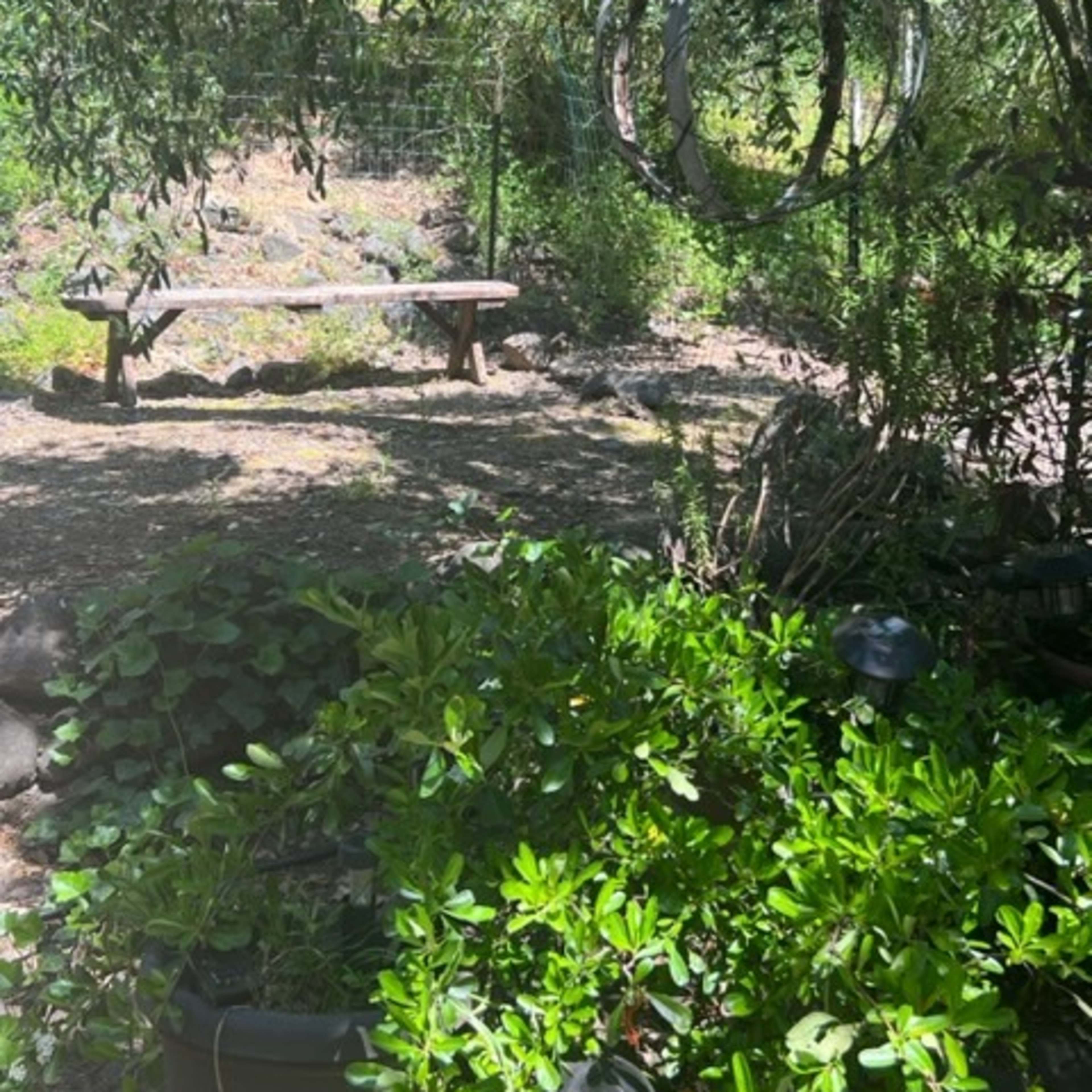A wooded garden area with a wooden bench and circular sculptures suspended from a tree.