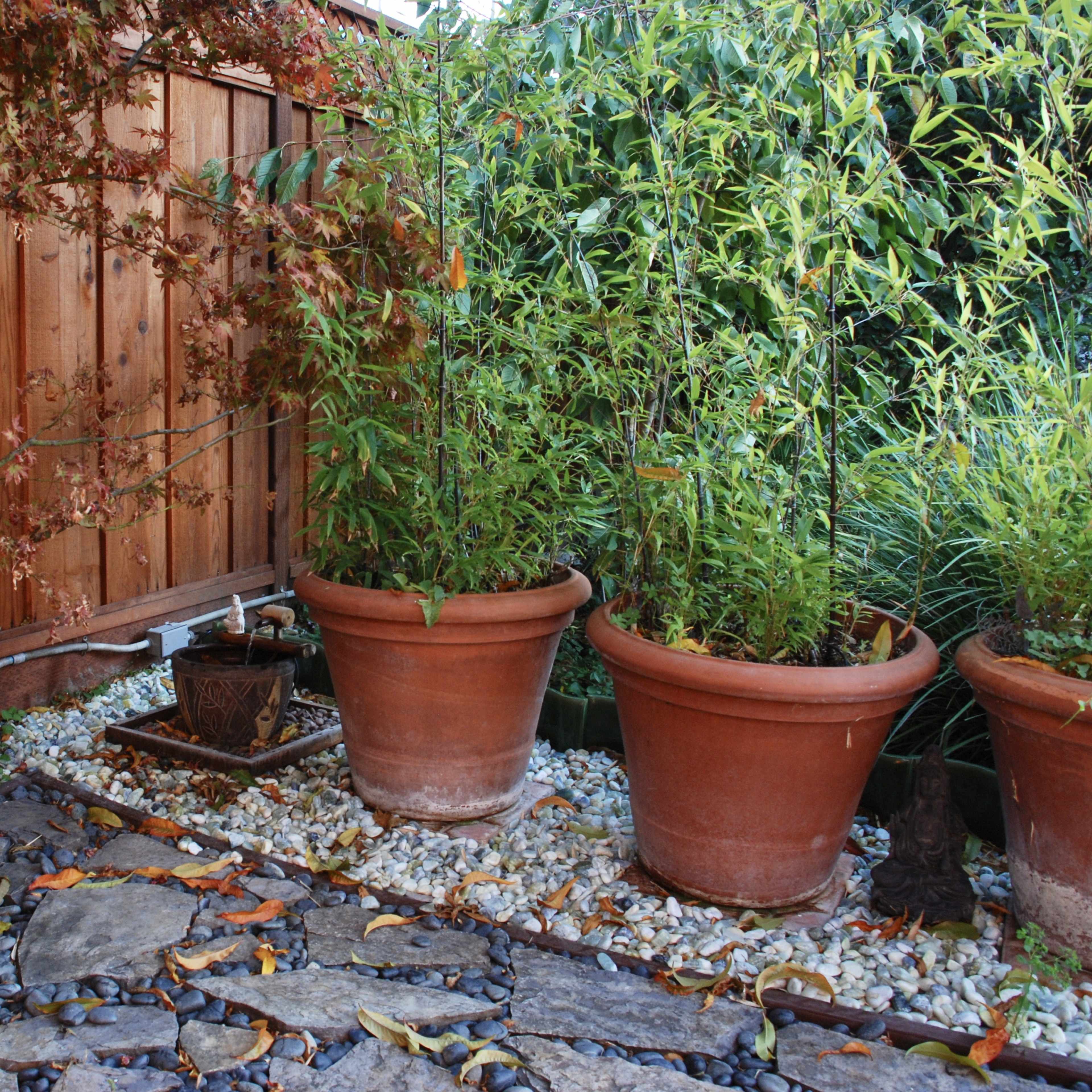 A corner of a garden features large terracotta pots with bamboo, stone pathways, and a wooden fence in the background.