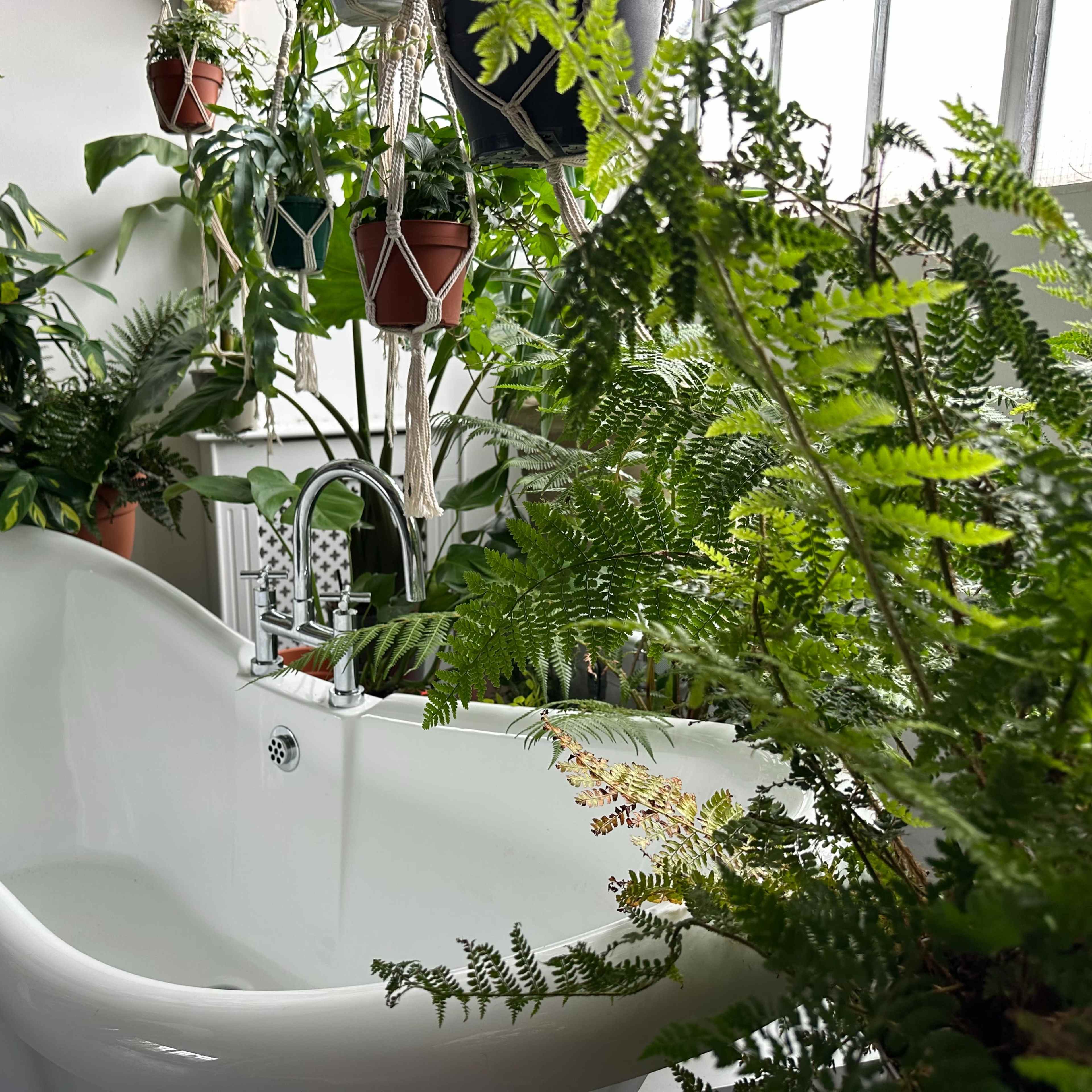A white freestanding bathtub is surrounded by various potted plants and ferns in a bright, indoor space.