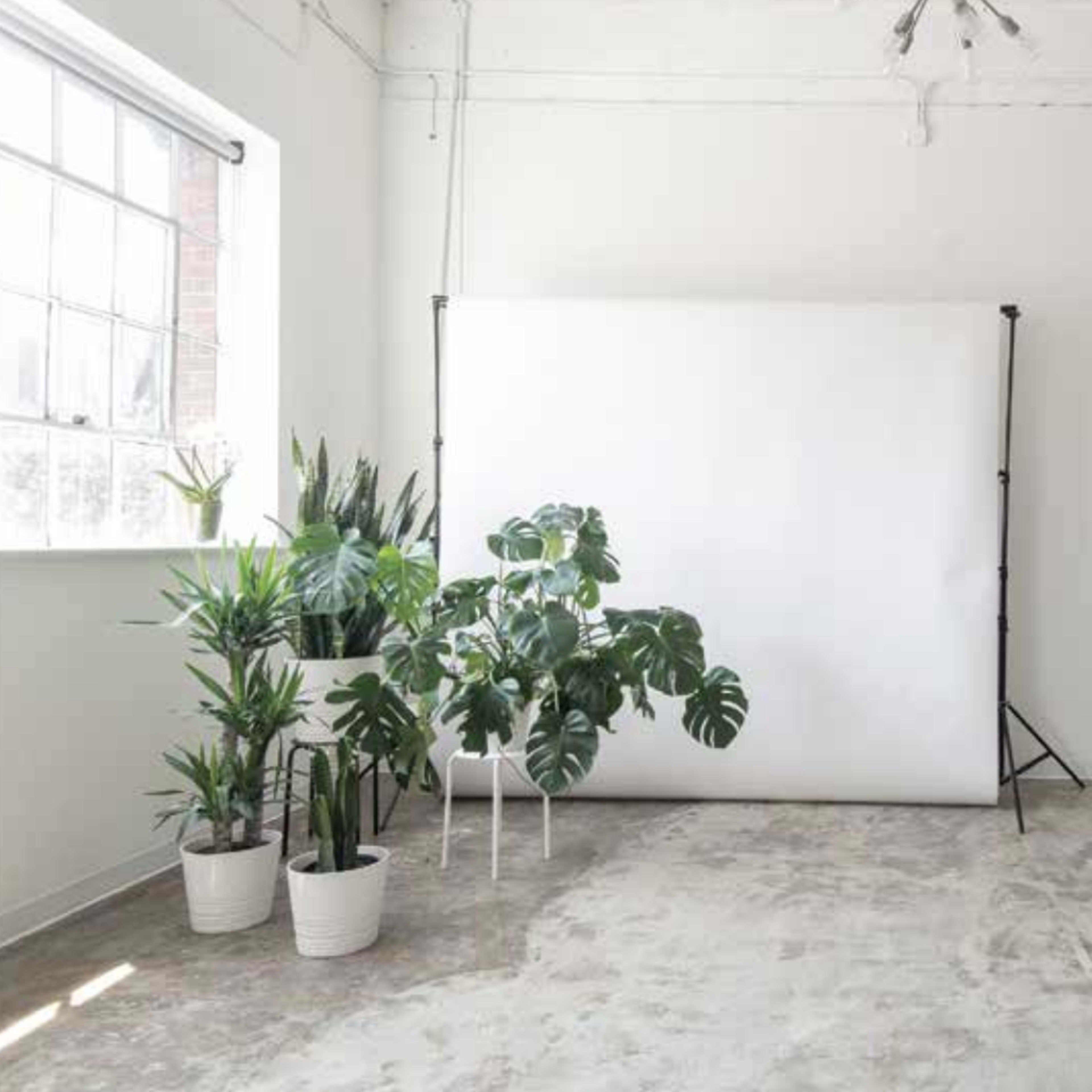 A bright, minimalist studio features a white backdrop, large windows, and various potted plants on the floor.