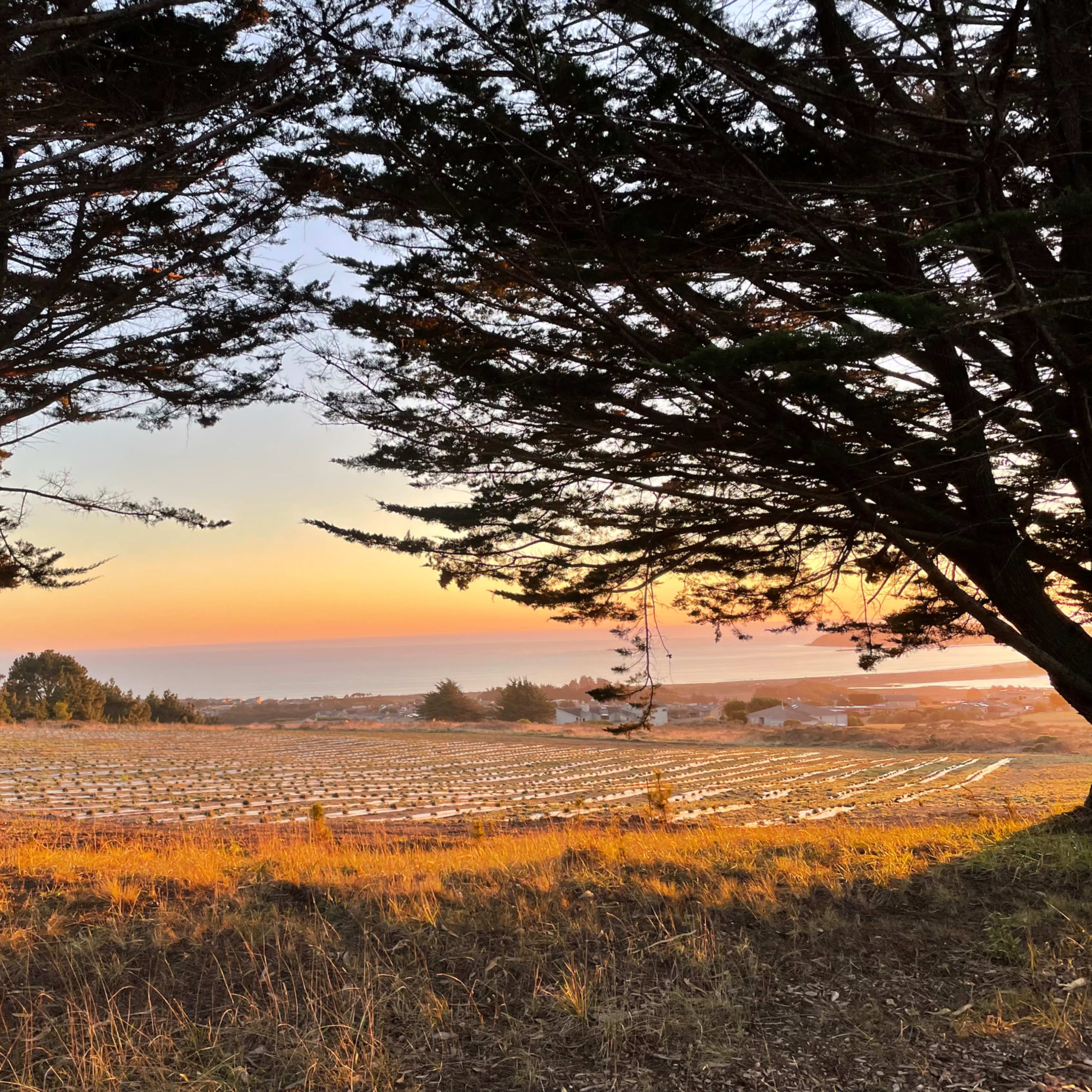 A landscape at sunset, framed by trees, with fields in the foreground and the ocean in the background.