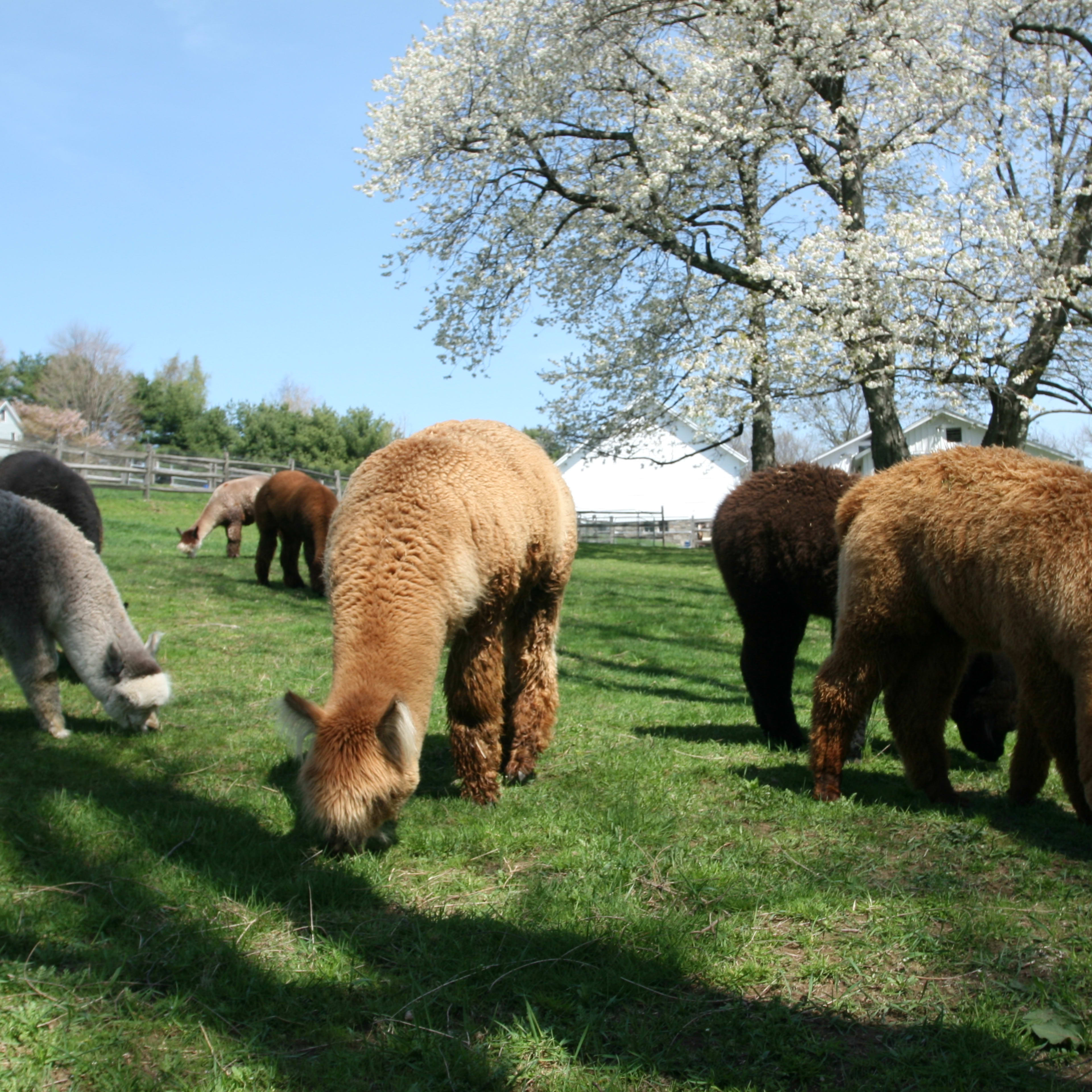 Several alpacas graze on green grass near a fence with flowering trees in the background.