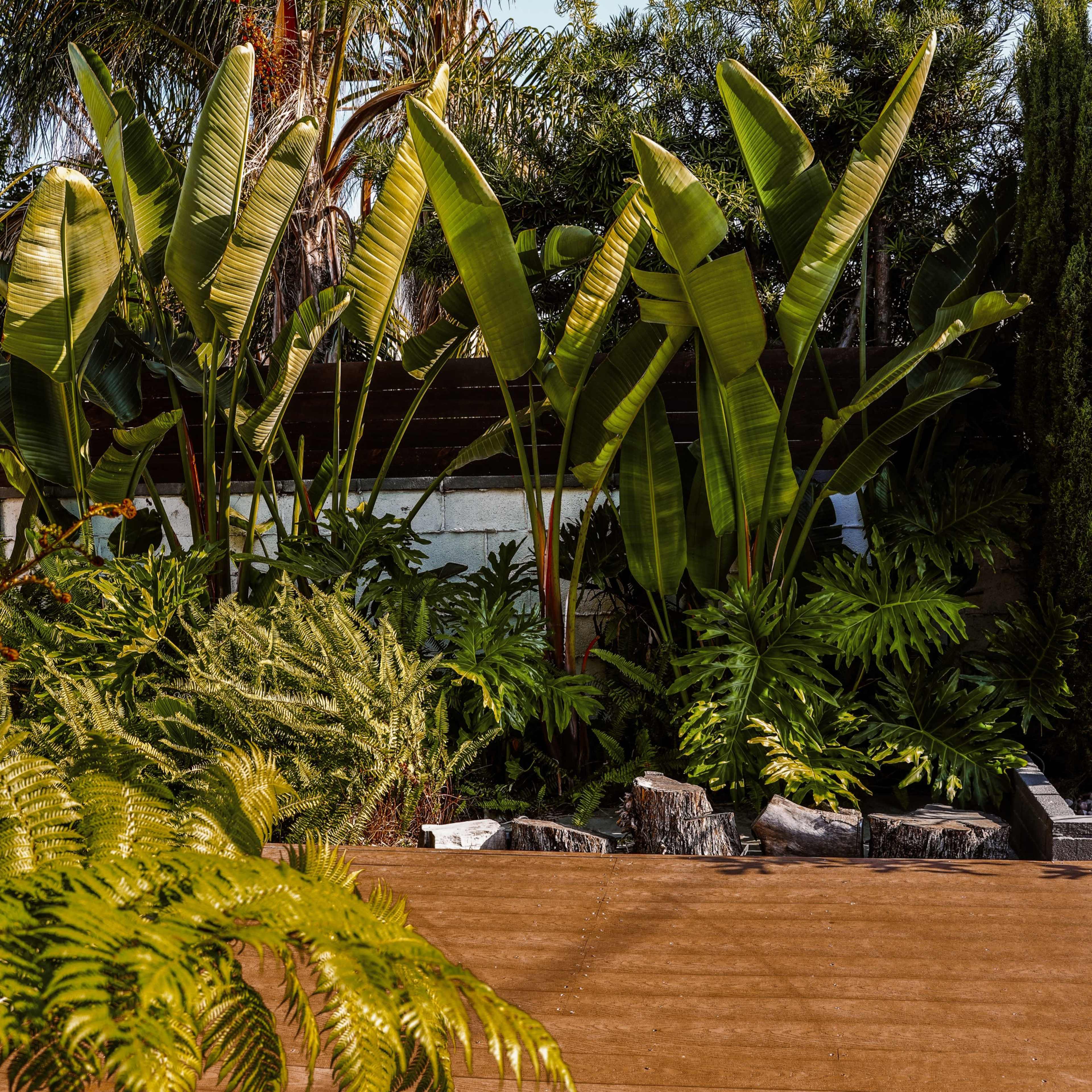 The scene features lush tropical plants, including large banana leaves and ferns, surrounding a wooden deck in a landscaped garden.