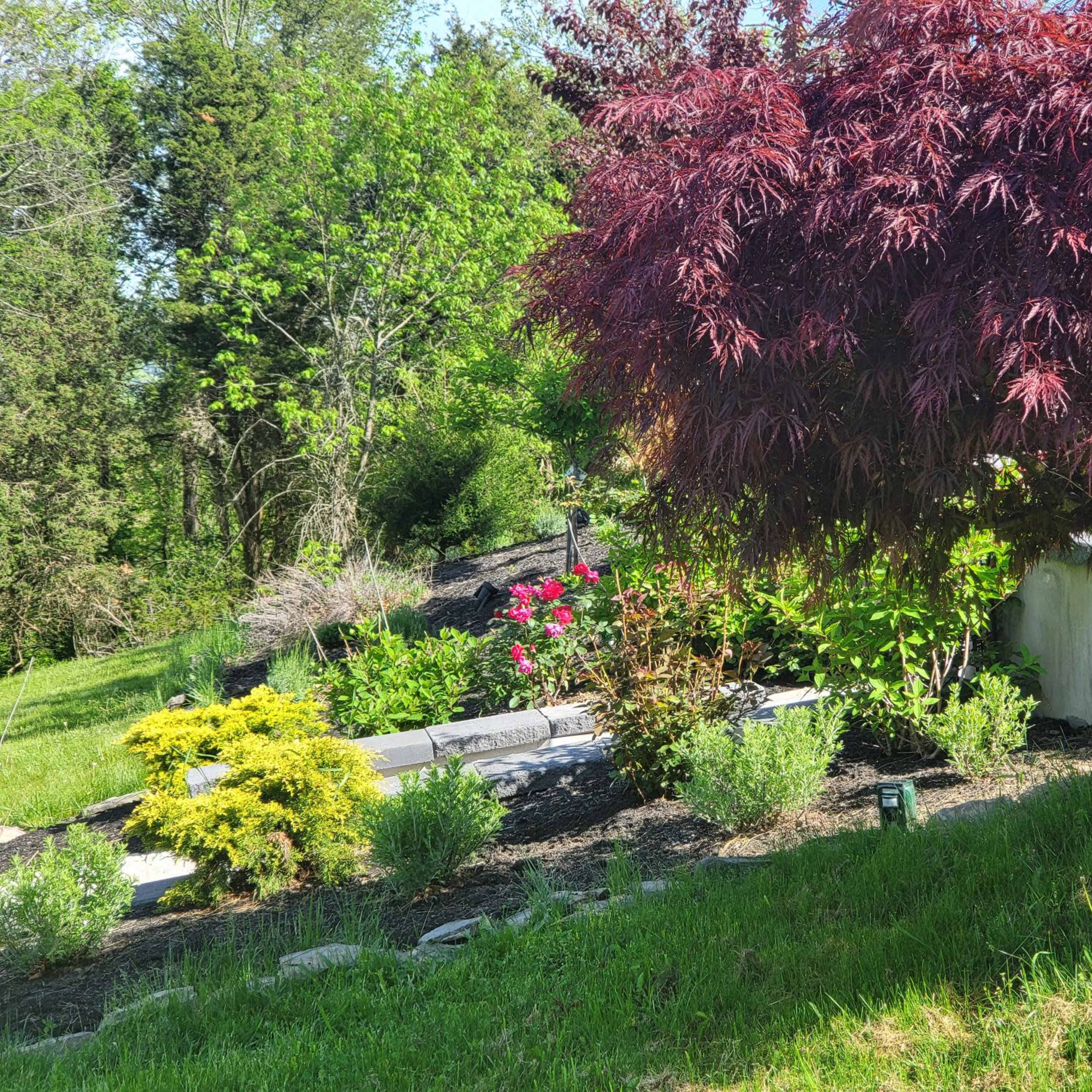 A vibrant red tree stands beside a well-maintained garden with various plants and flowers.