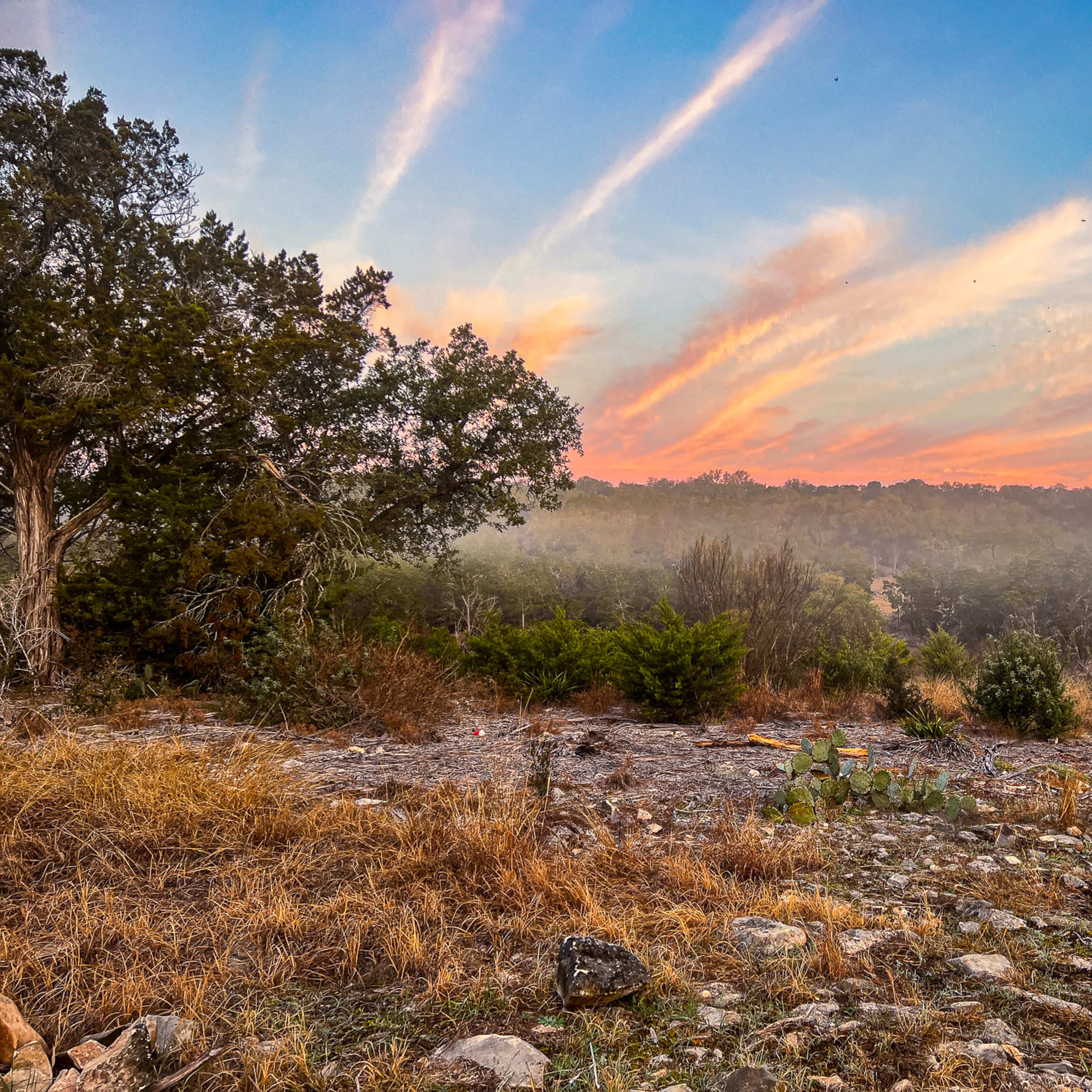 A rocky landscape features scattered shrubs and cacti under a colorful sky at dawn with streaks of pink and orange.