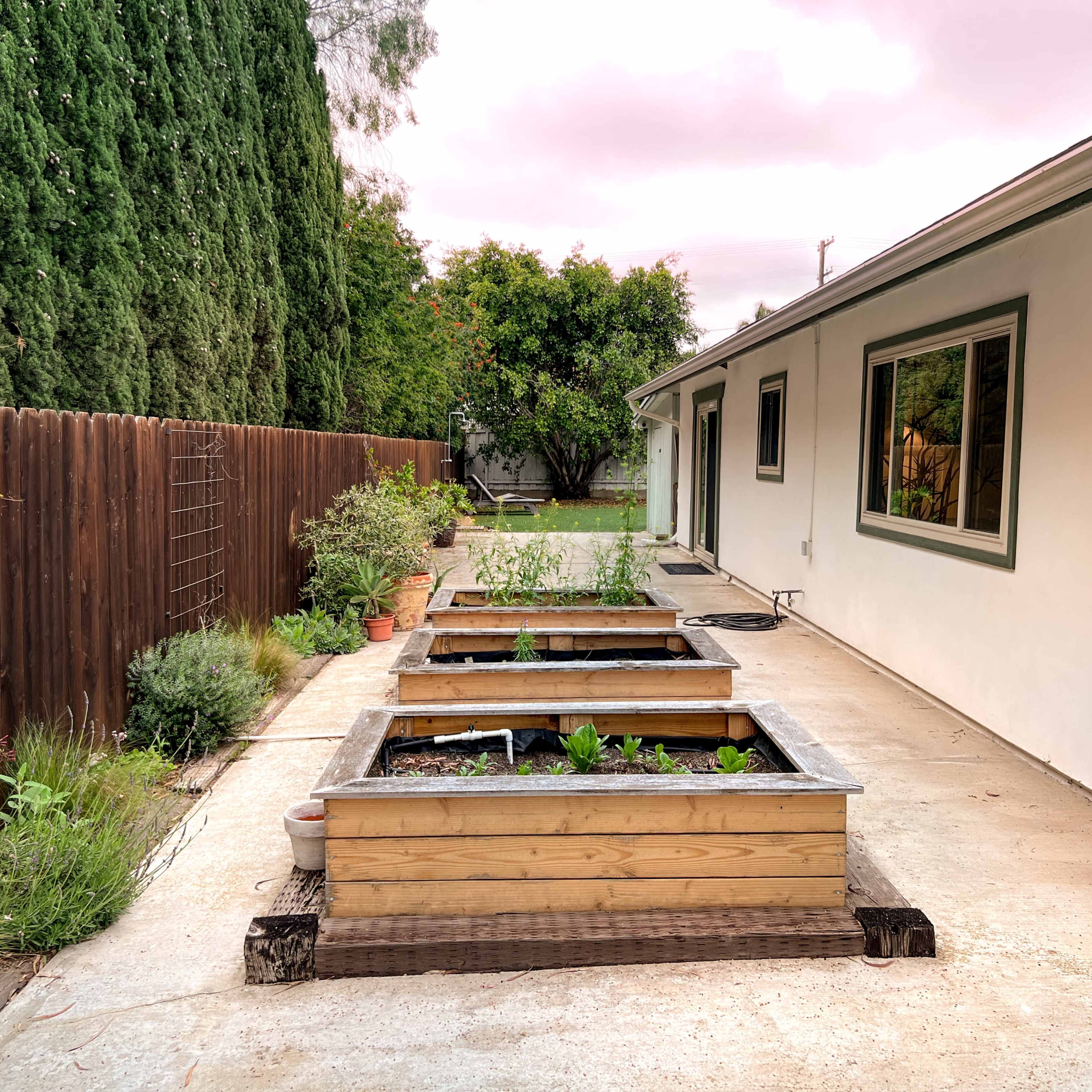 A backyard with raised garden beds lined along a concrete path next to a house, surrounded by shrubs and trees.