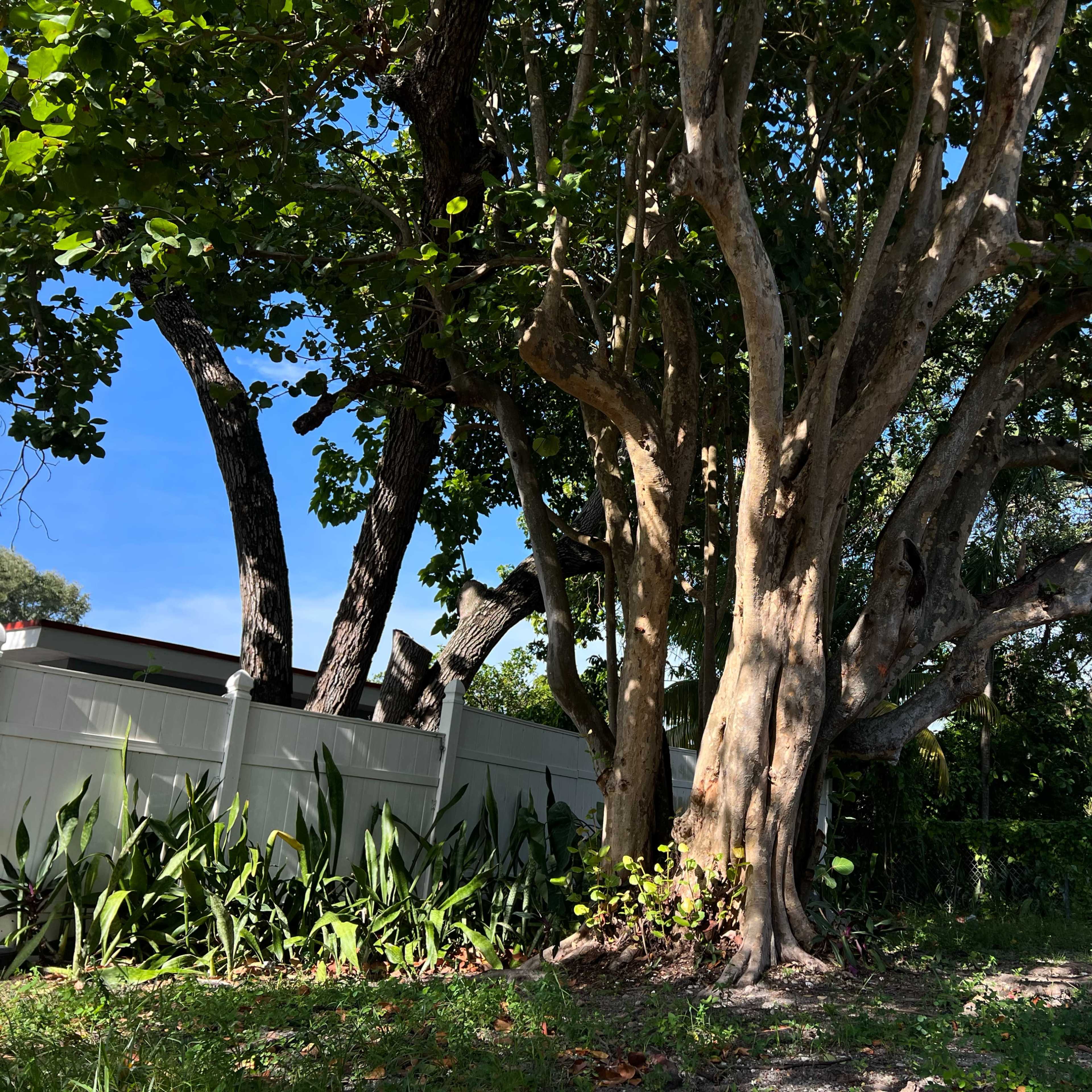 A large tree with multiple trunks stands near a white fence, surrounded by green plants and a clear blue sky.