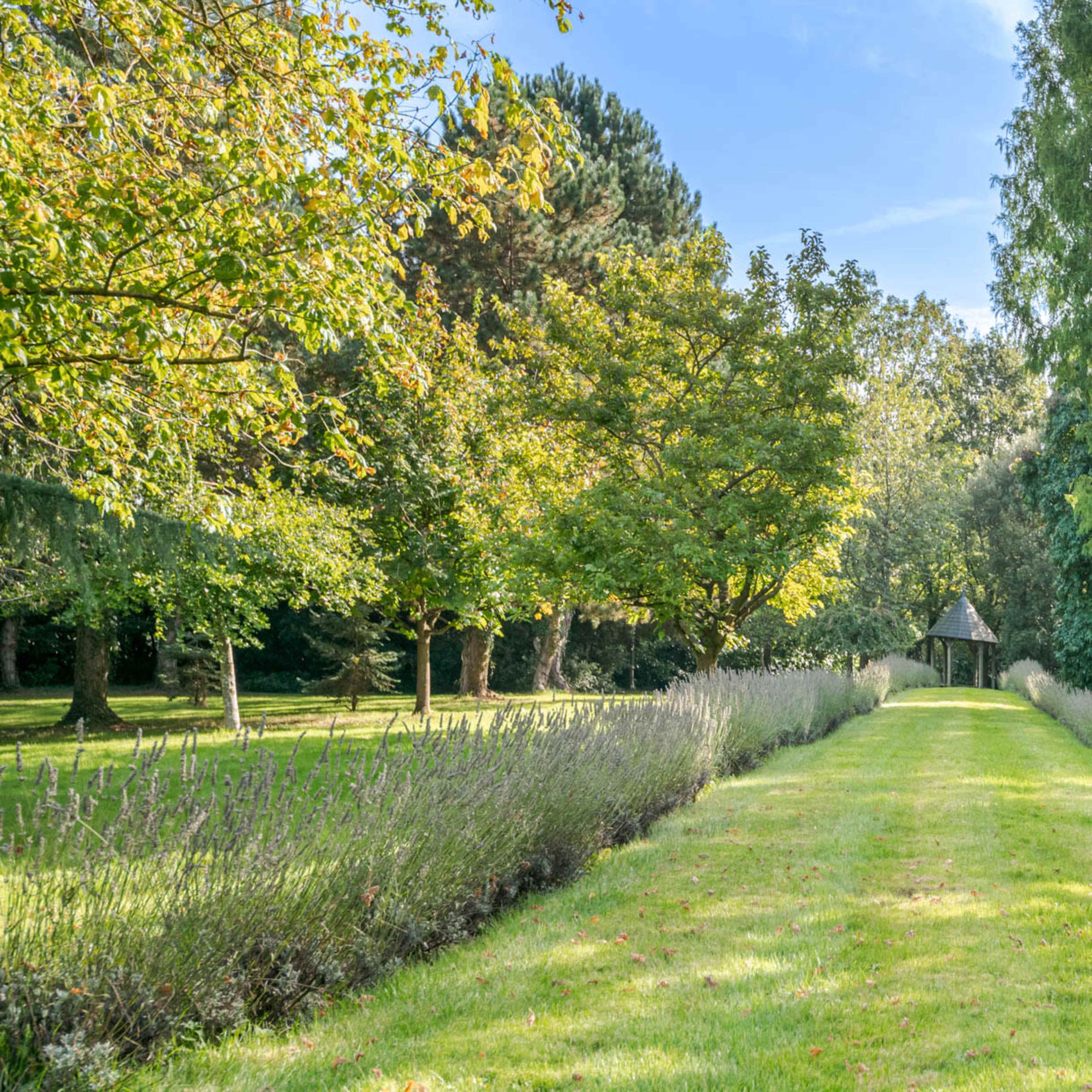 A straight pathway lined with lavender leads to a gazebo surrounded by trees in a green park.