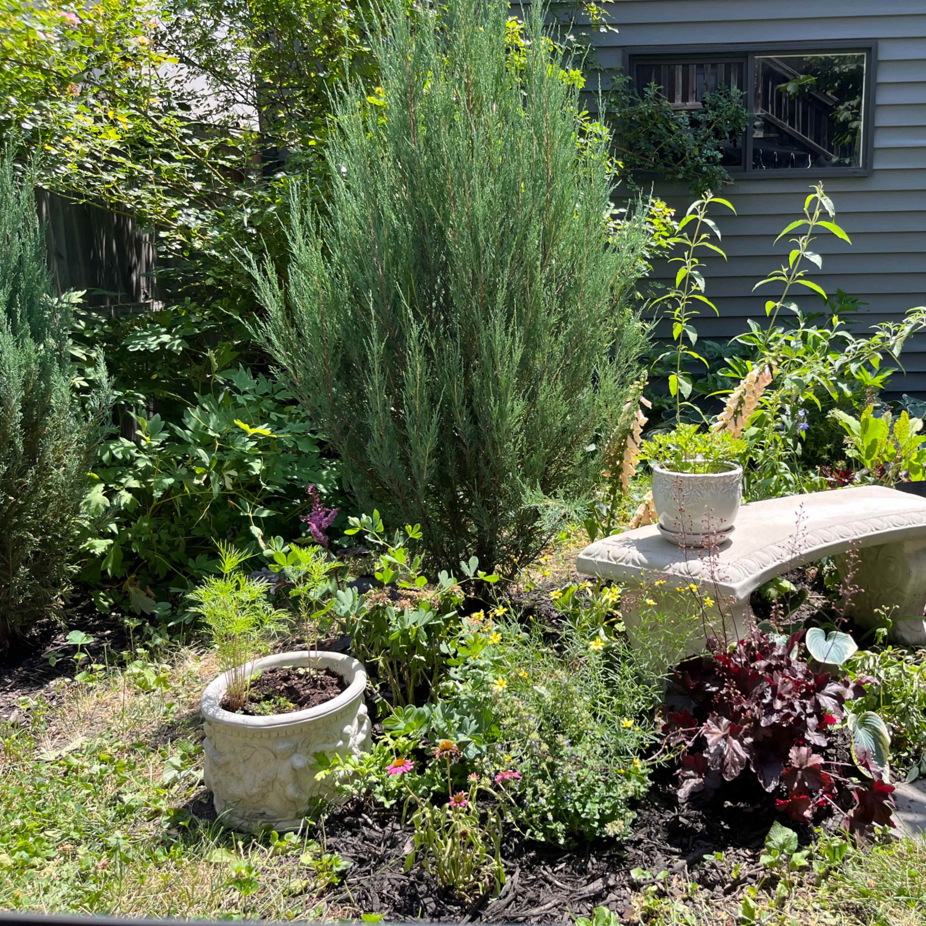 A stone bench sits surrounded by various plants and flower pots in a landscaped garden area.