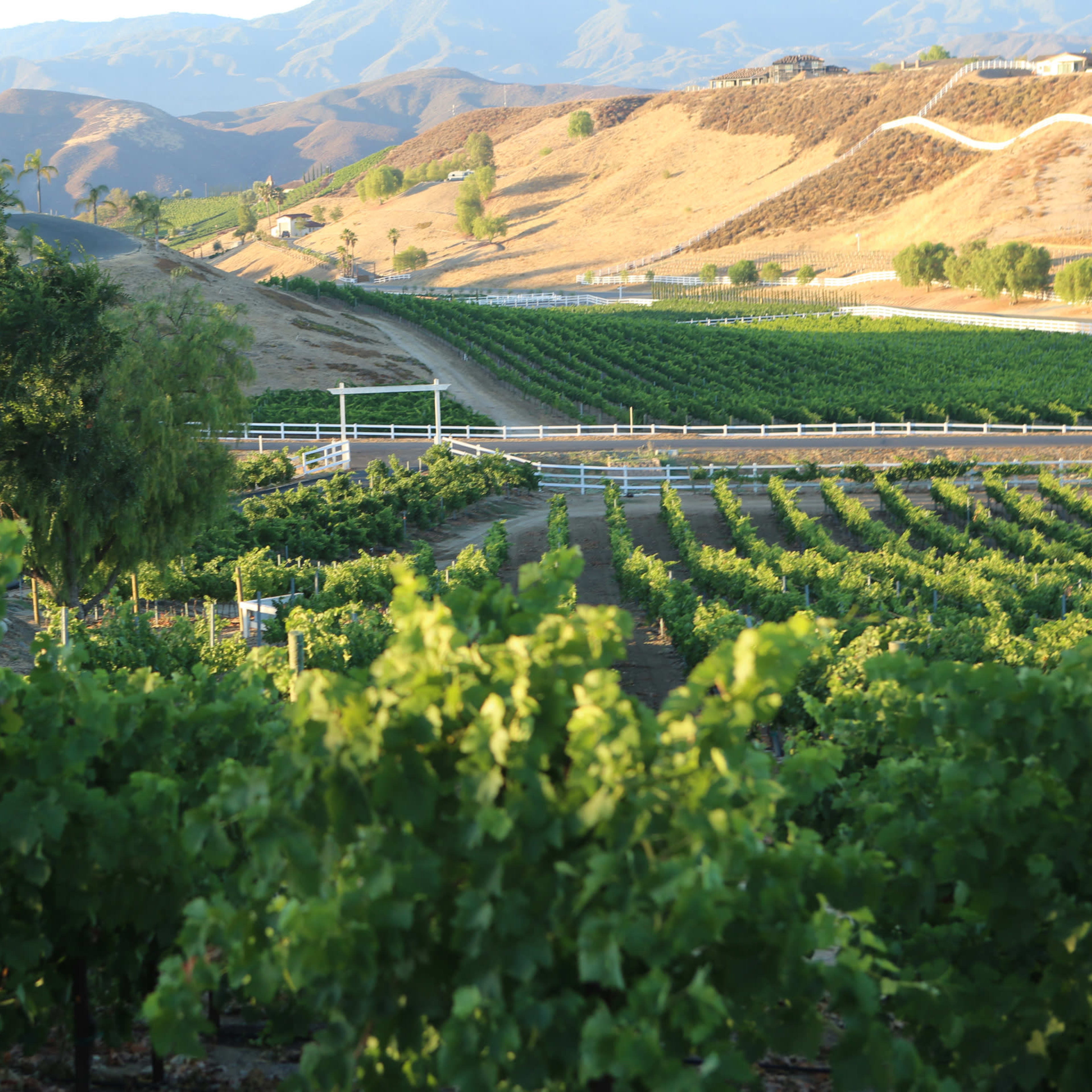 A vineyard with rows of grapevines in the foreground, set against rolling hills and mountains under a clear sky.