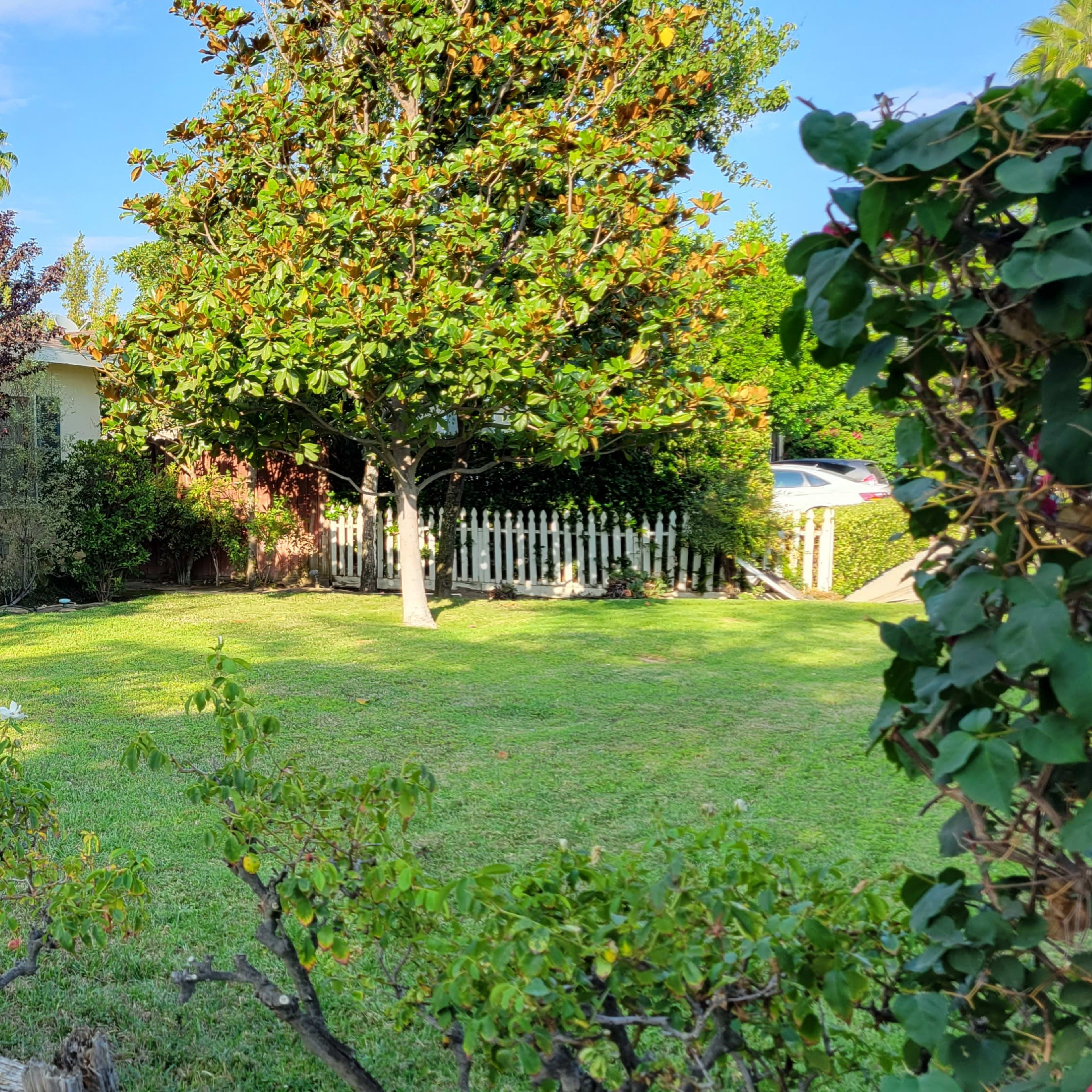 A well-maintained yard with a house partially obscured by greenery and a white picket fence in the background.