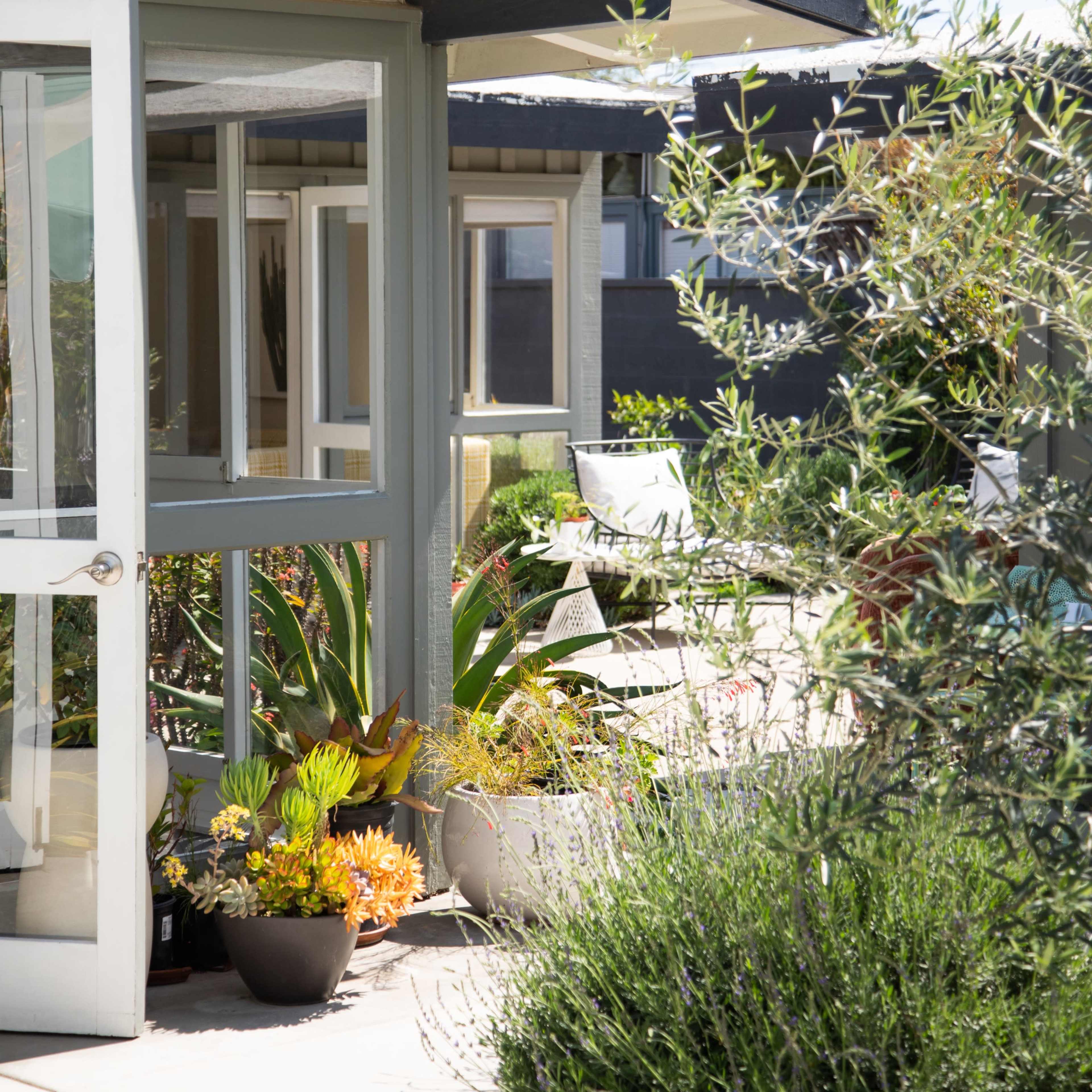 A modern house features large windows and is surrounded by potted plants and shrubs on a sunny day.