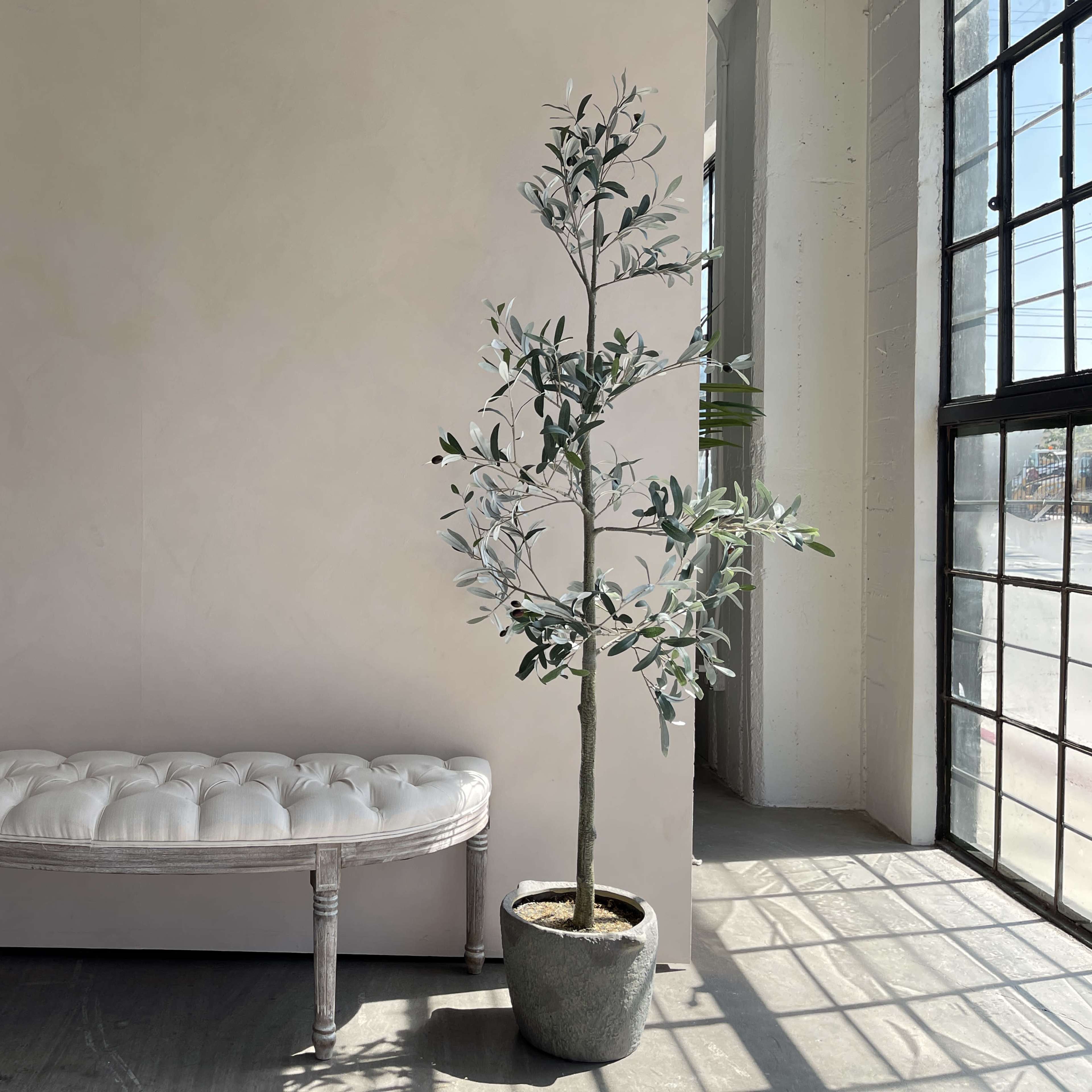 A tufted white bench with a light wooden frame is placed beside a tall olive tree in a cement pot against a light-colored wall near a large window.