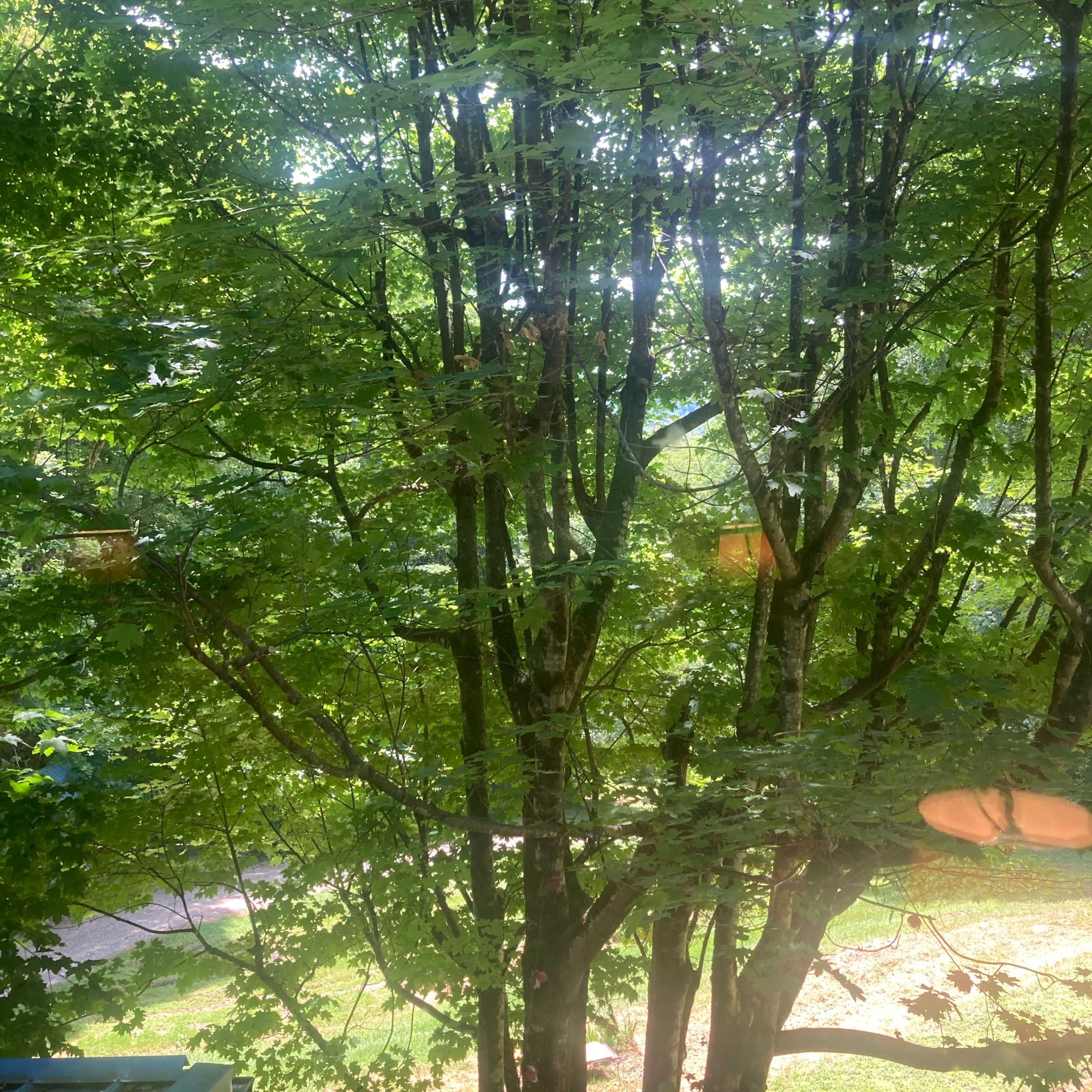 A dense cluster of green tree branches and leaves with sunlight filtering through.