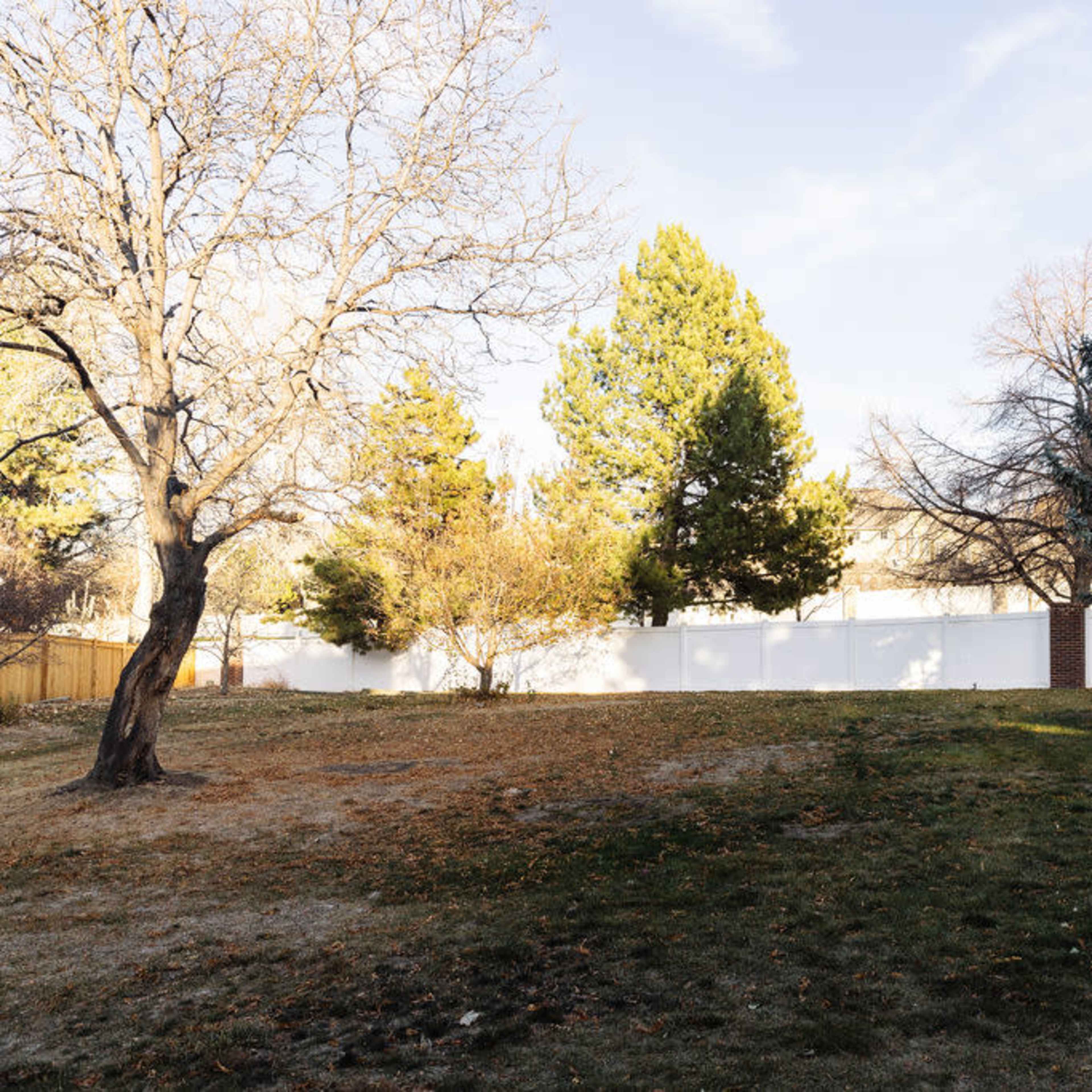 A grassy backyard with a white fence, two large evergreen trees, a bare tree, and a playground structure in the corner.